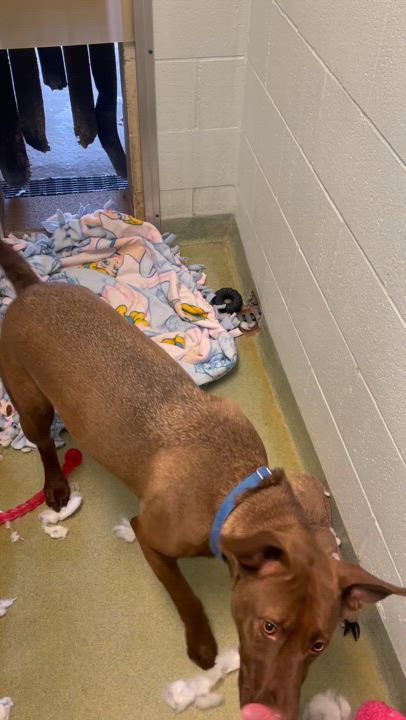 Enlarge Sasha, a Adoptable Mixed Breed in Ravenna, OH video 3/6