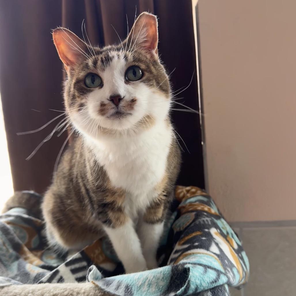 Daisy, Adoptable, Senior Female Domestic Short Hair.