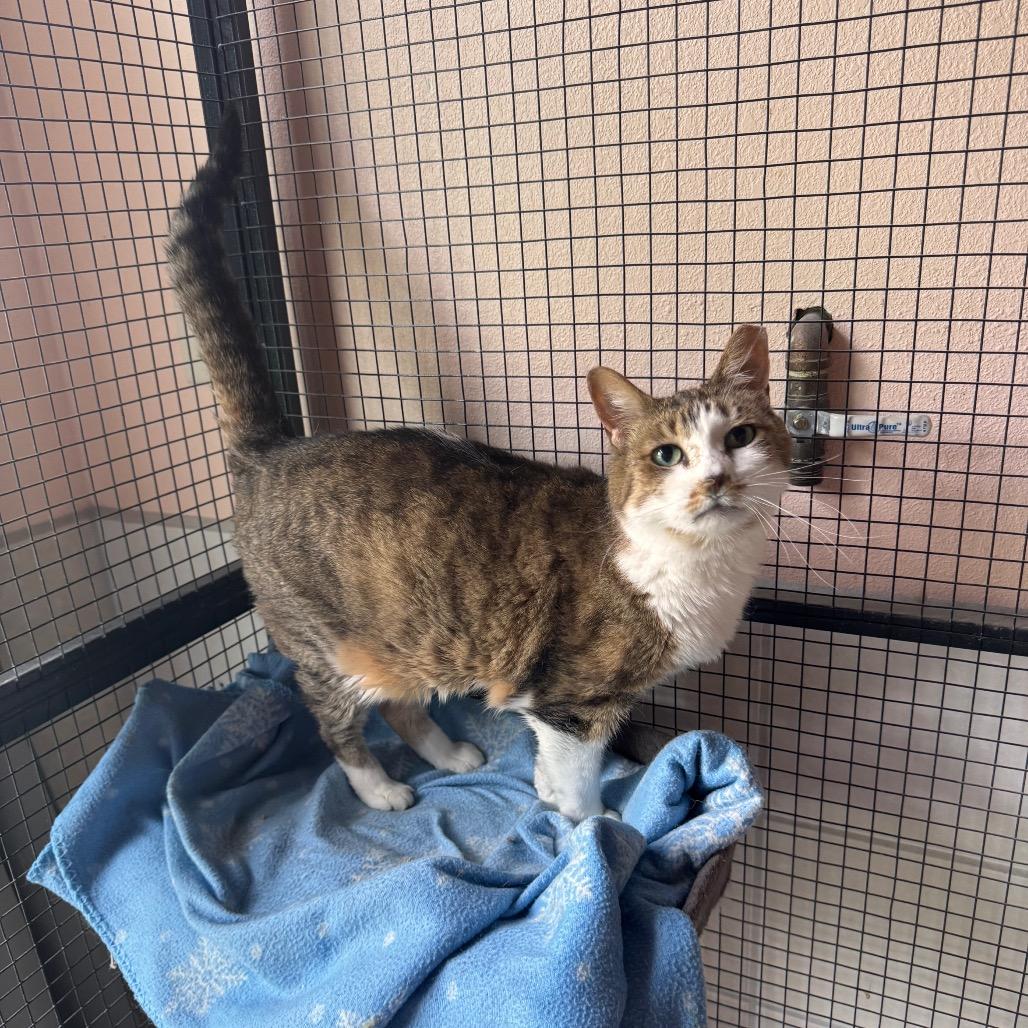 Enlarge Daisy, a Adoptable Domestic Short Hair in Mondovi, WI image 2/3