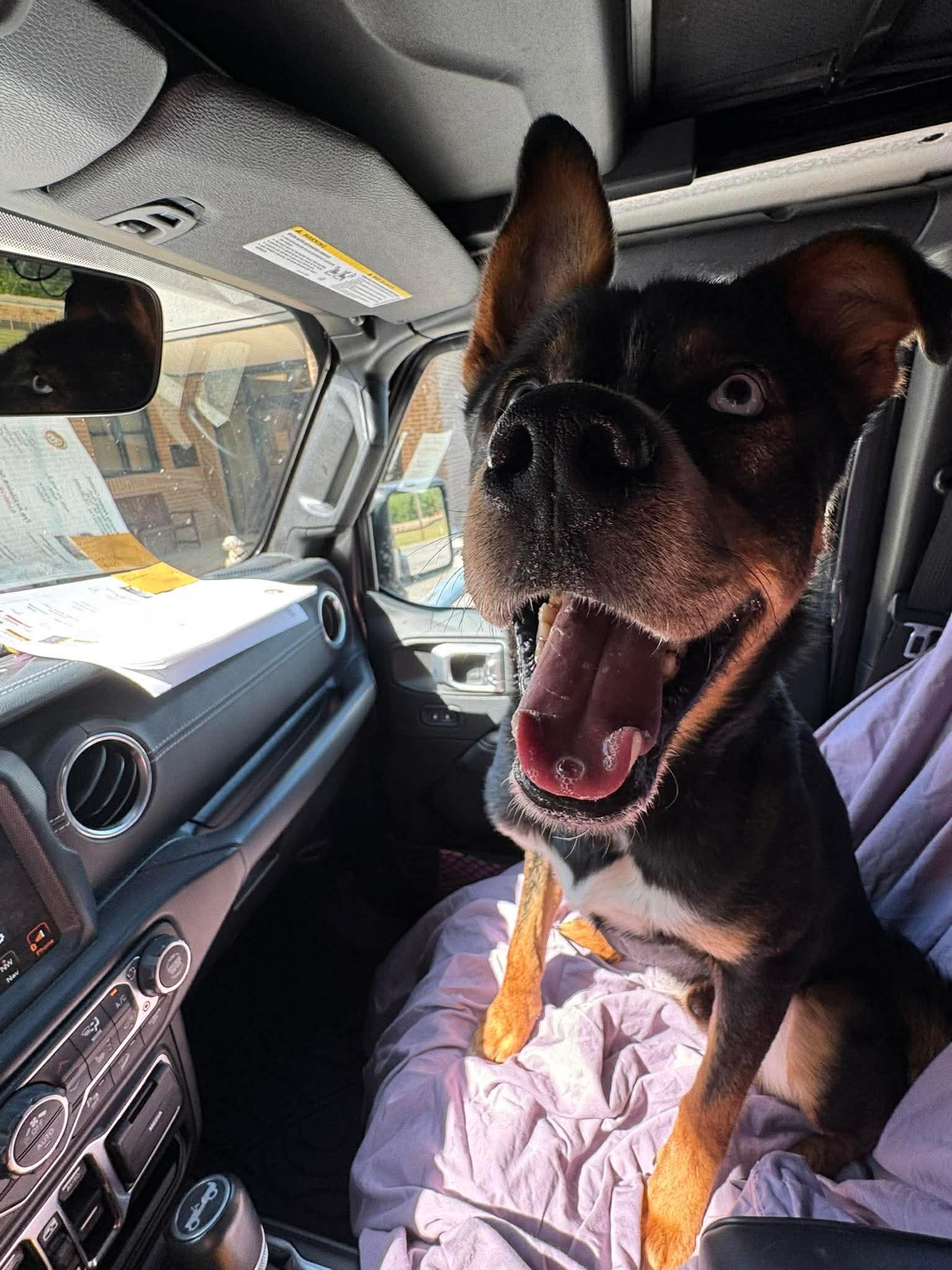 Enlarge [NEW] Bronx, a Adoptable mixed breed in Willoughby, OH image 4/5