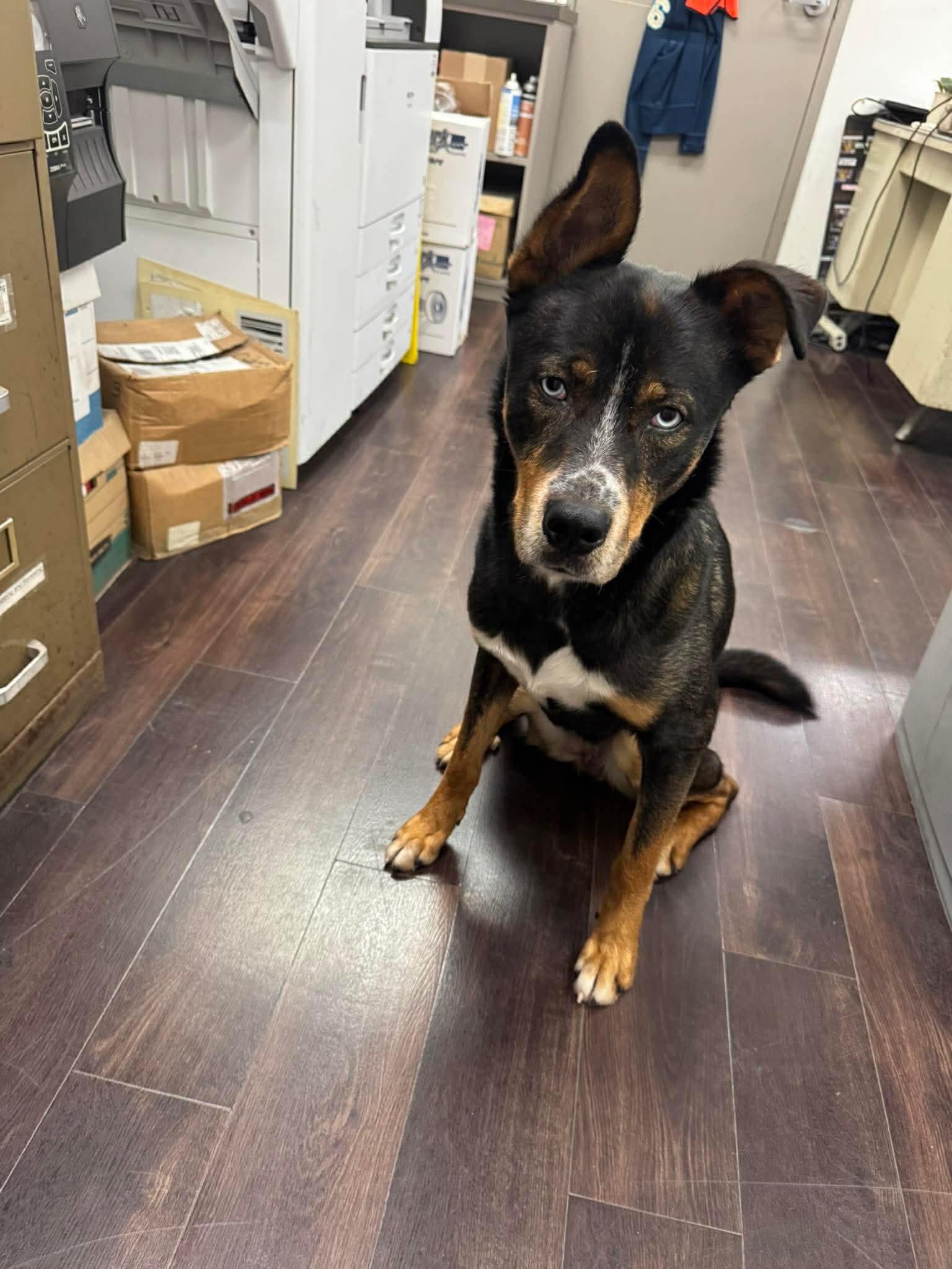 Enlarge [NEW] Bronx, a Adoptable mixed breed in Willoughby, OH image 3/5
