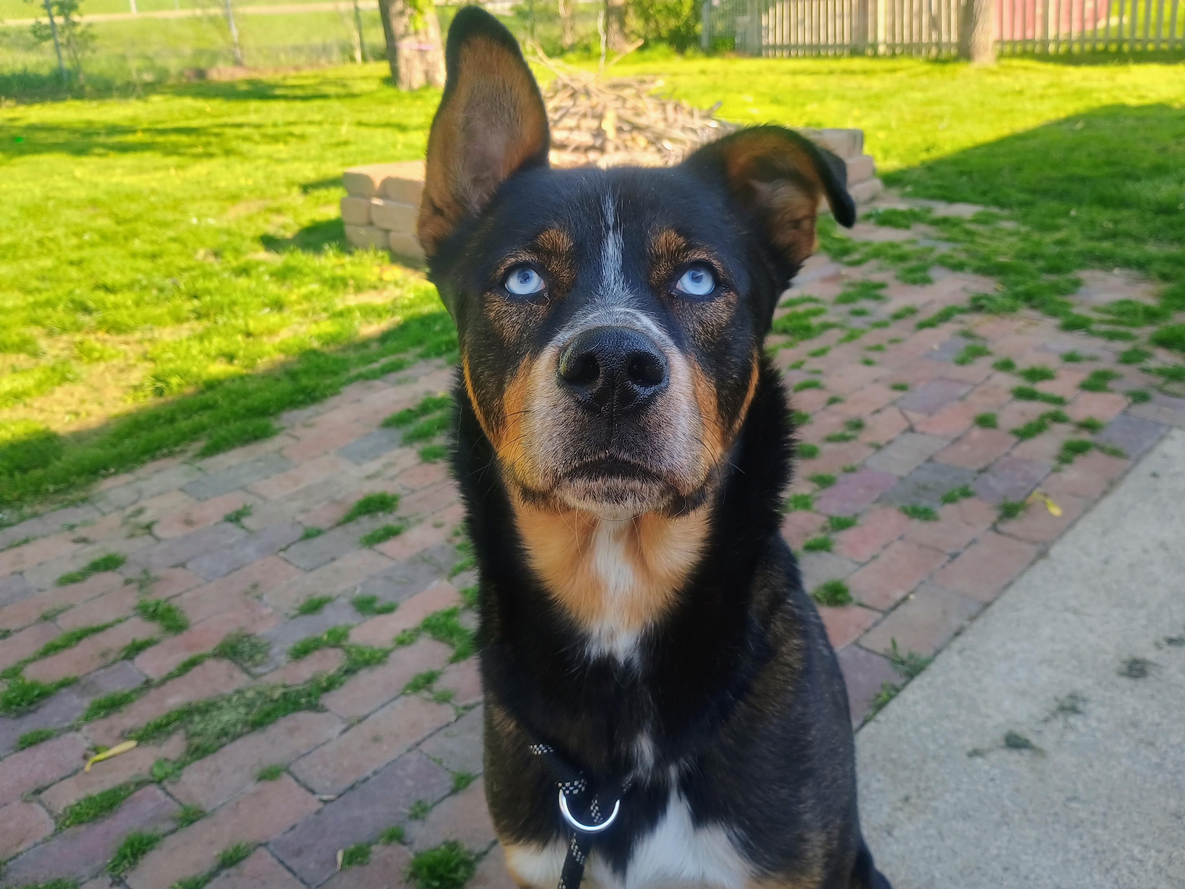 Enlarge [NEW] Bronx, a Adoptable mixed breed in Willoughby, OH image 2/5