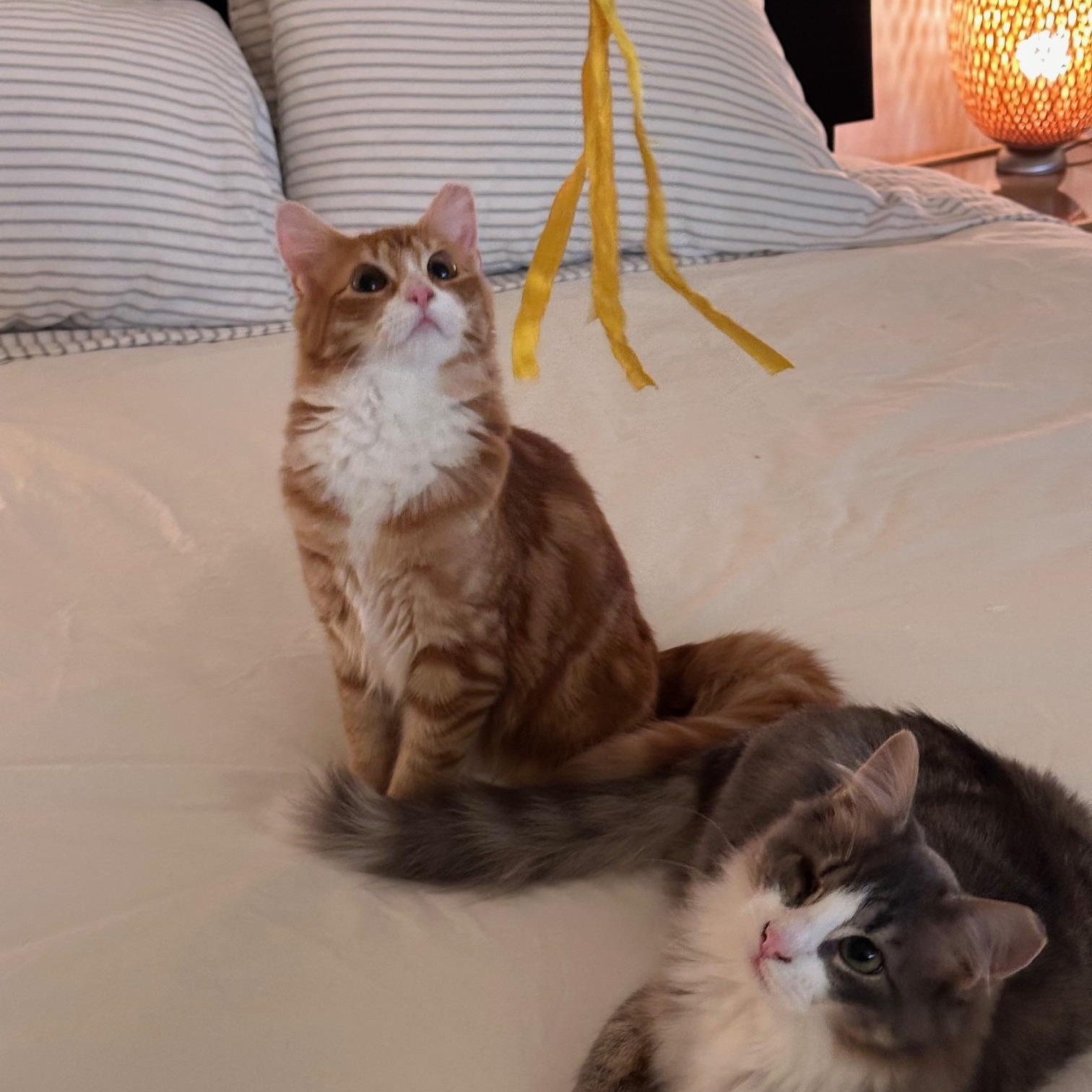 Enlarge Charlie, a Adopted Domestic Long Hair in Jersey City, NJ image 1/3