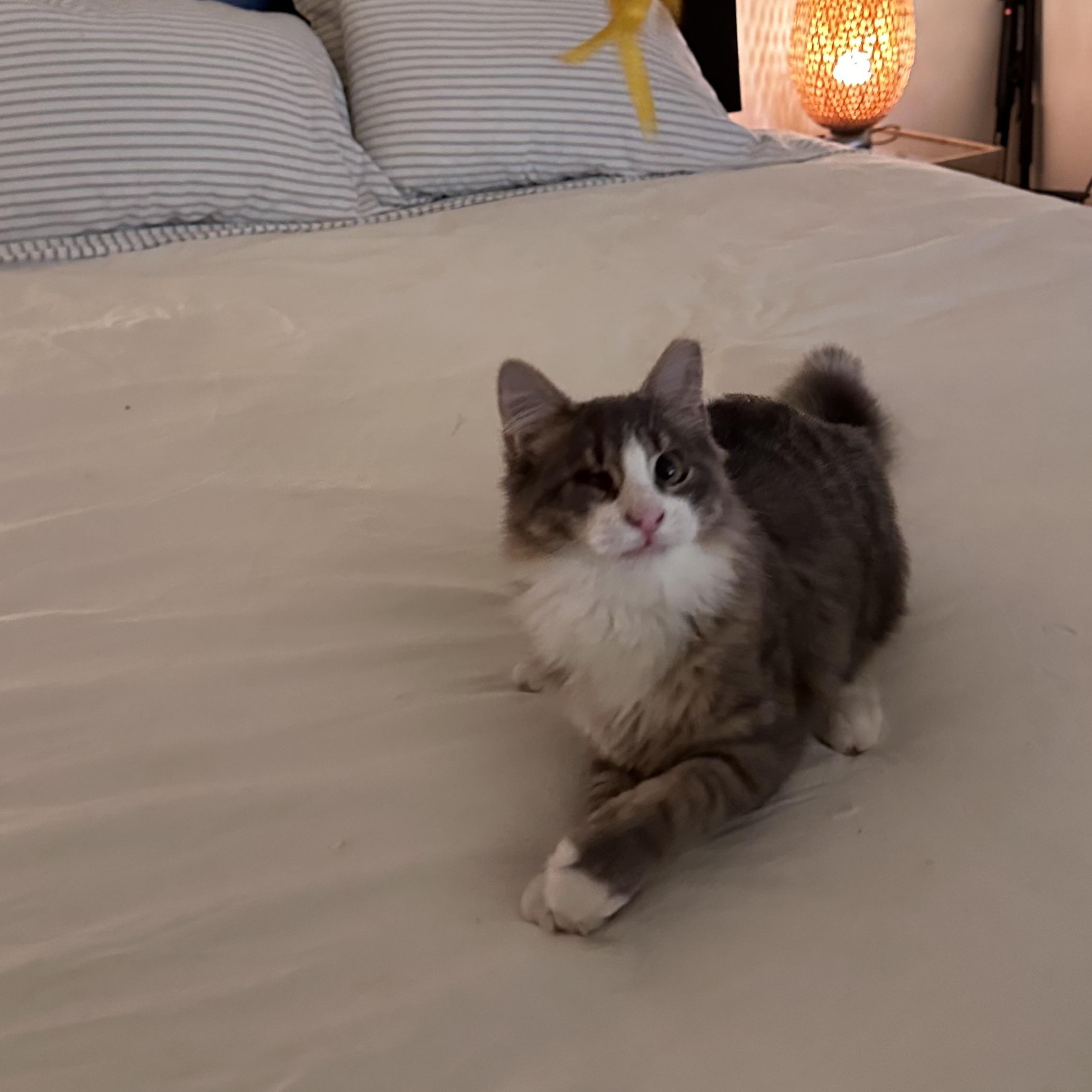 Enlarge Charlie, a Adopted Domestic Long Hair in Jersey City, NJ image 2/3