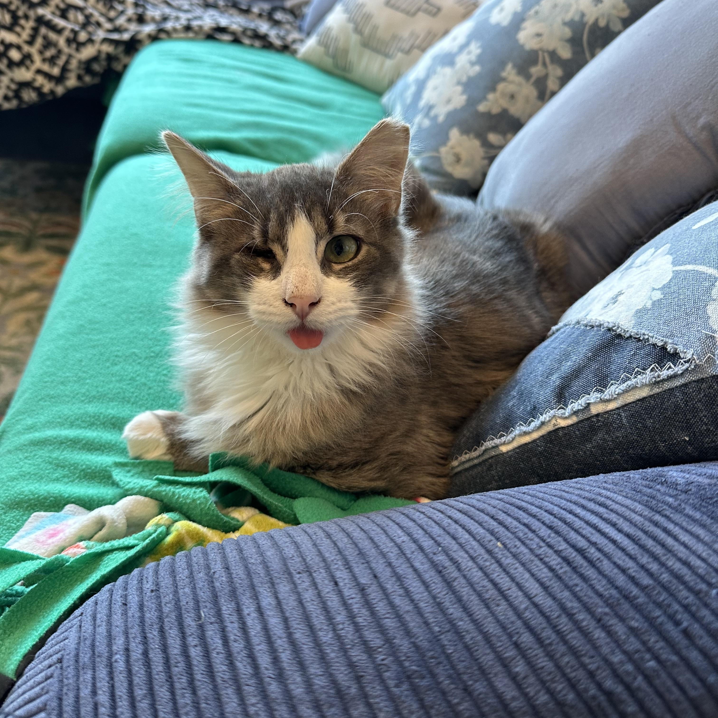 Enlarge Charlie, a Adopted Domestic Long Hair in Jersey City, NJ image 3/3