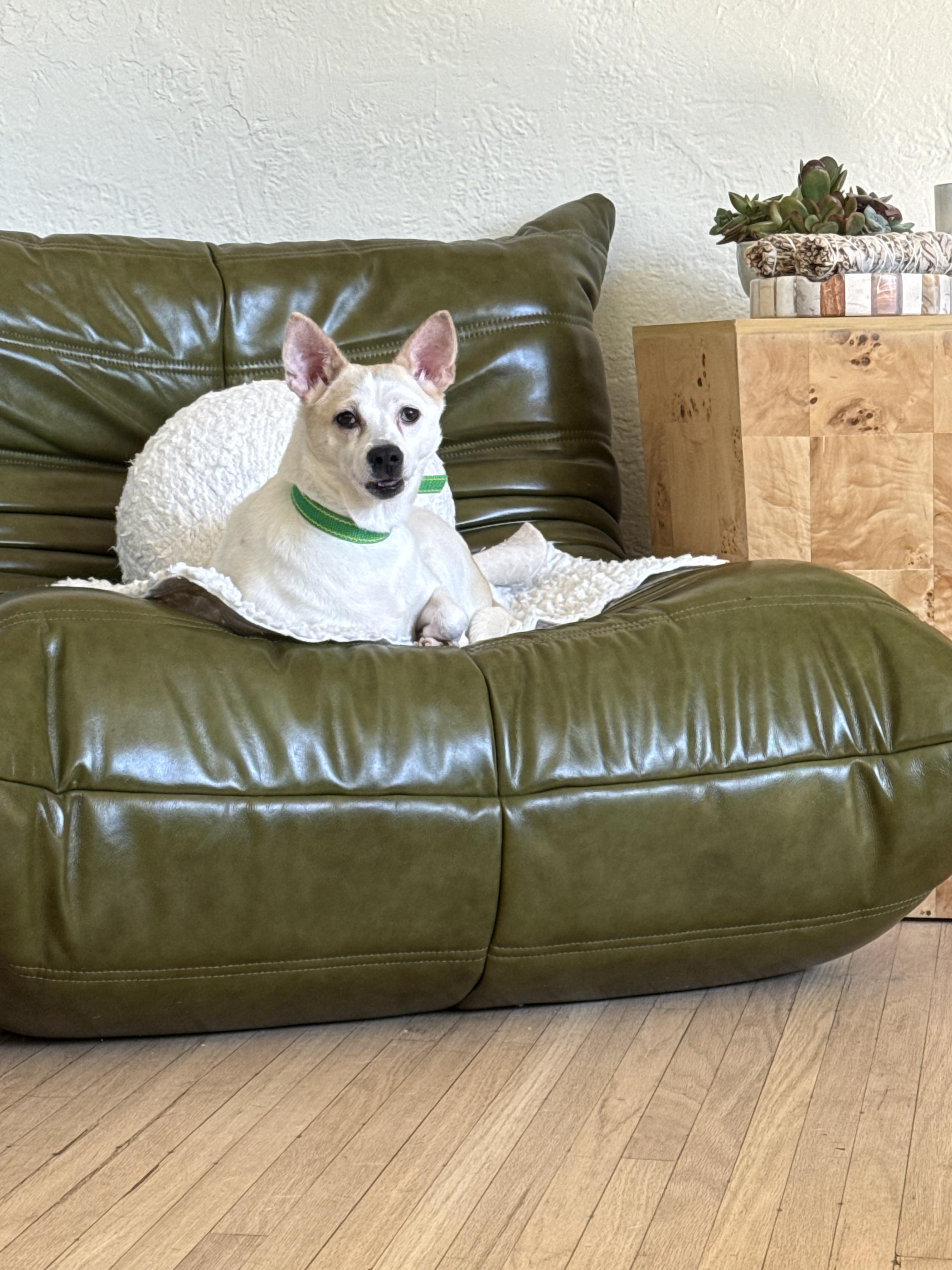 Enlarge Wilma, a Adoptable mixed breed in los angeles, CA image 5/6