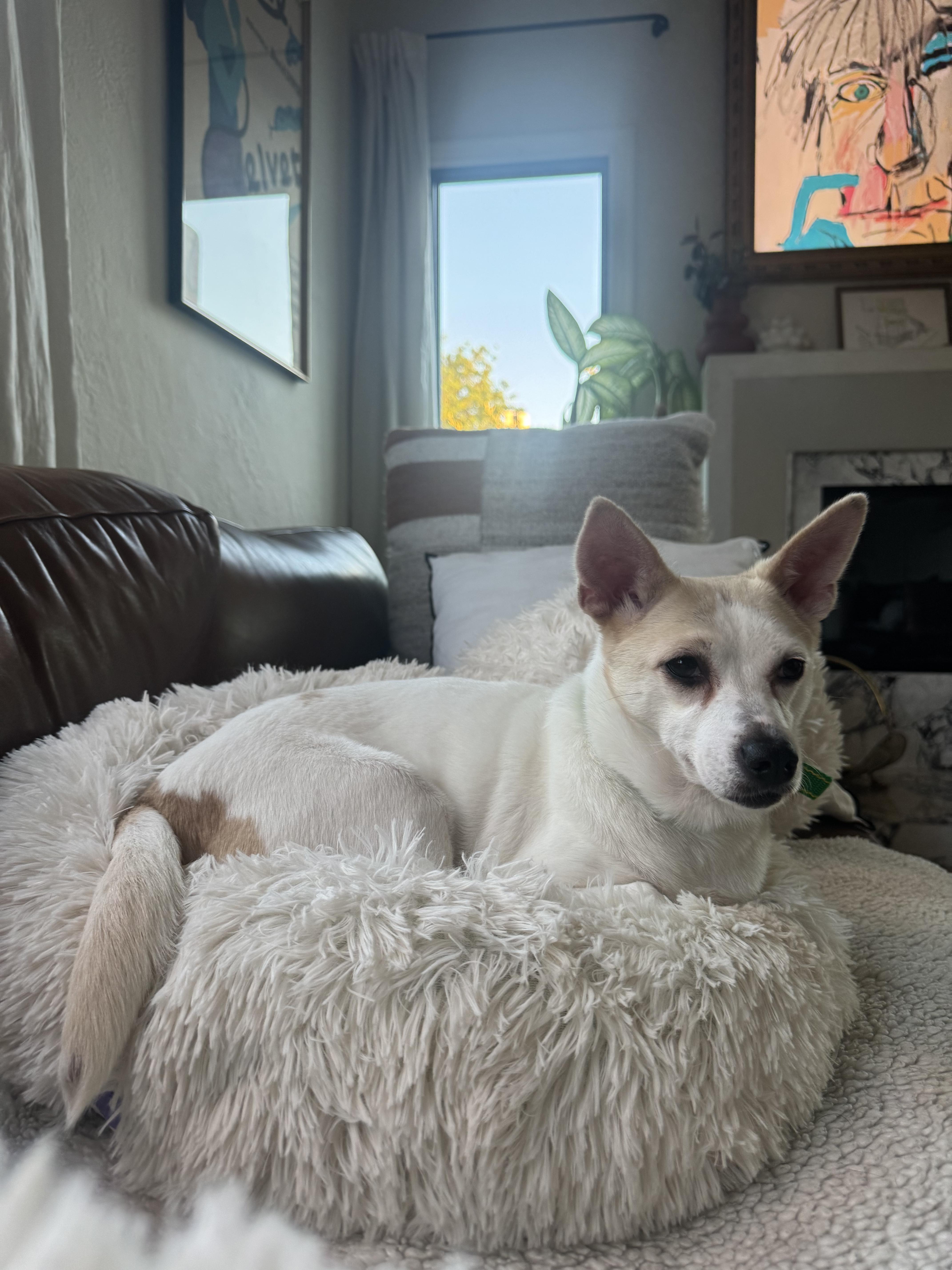 Enlarge Wilma, a Adoptable mixed breed in los angeles, CA image 4/6
