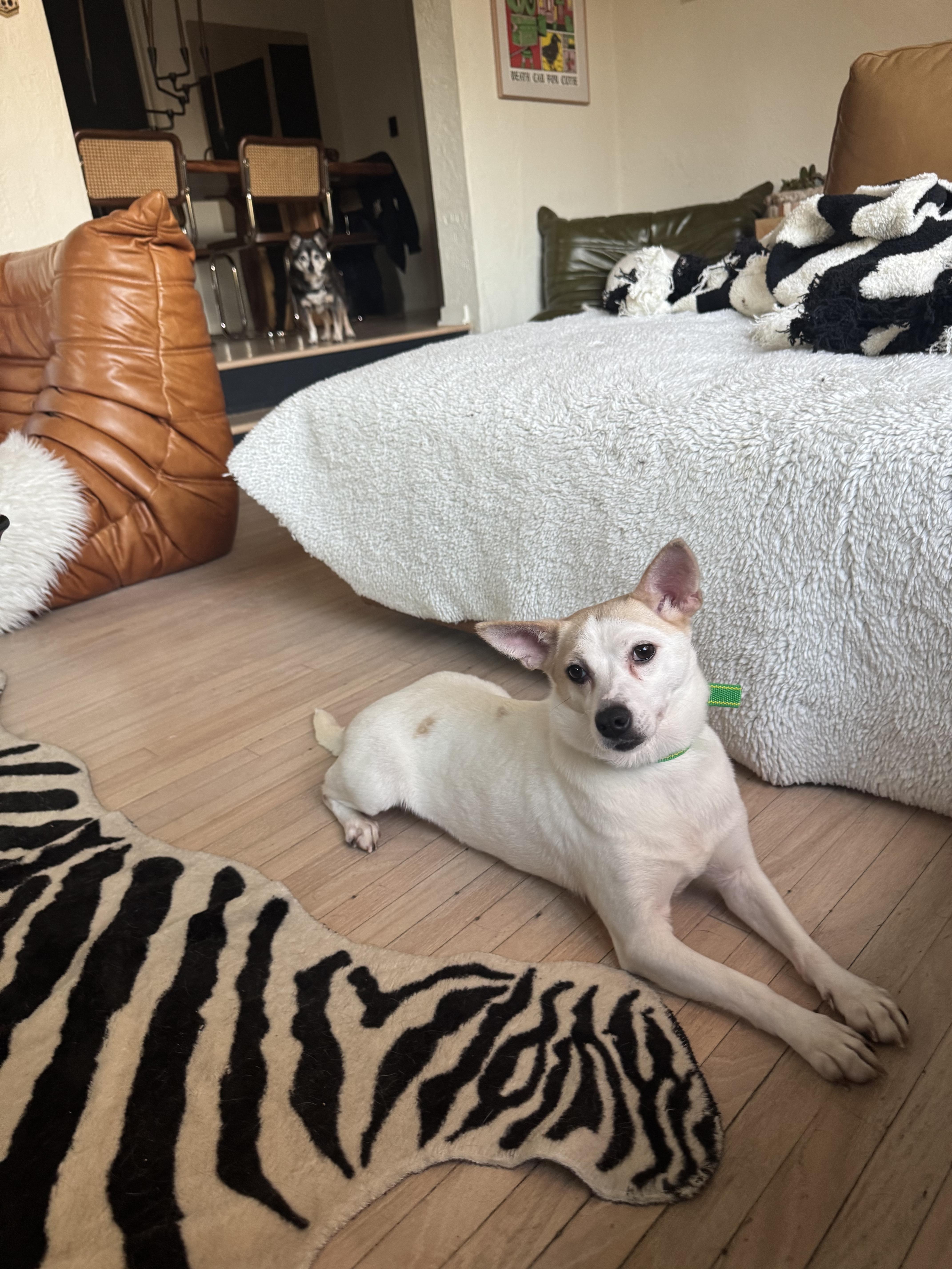 Enlarge Wilma, a Adoptable mixed breed in los angeles, CA image 3/6