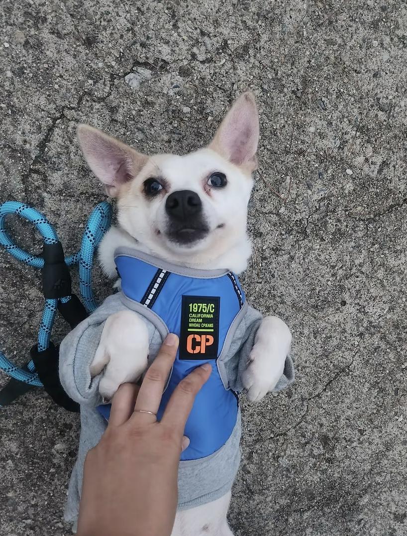 Enlarge Wilma, a Adoptable mixed breed in los angeles, CA image 1/6