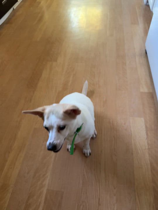 Enlarge Wilma, a Adoptable mixed breed in los angeles, CA video 2/6