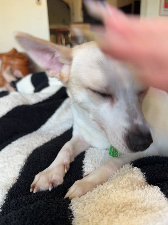 Enlarge Wilma, a Adoptable mixed breed in los angeles, CA video 6/6