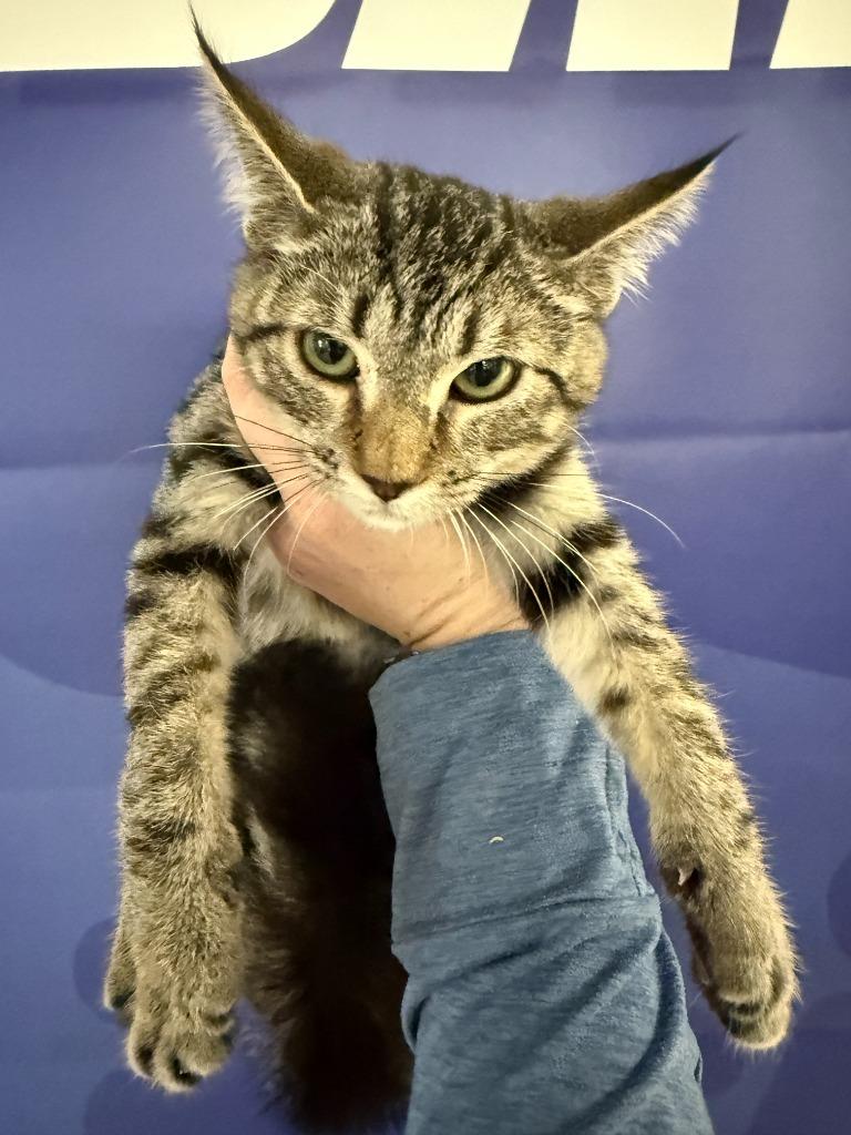 Enlarge Chanel 2, a Adoptable mixed breed in Brookings, OR image 1/1