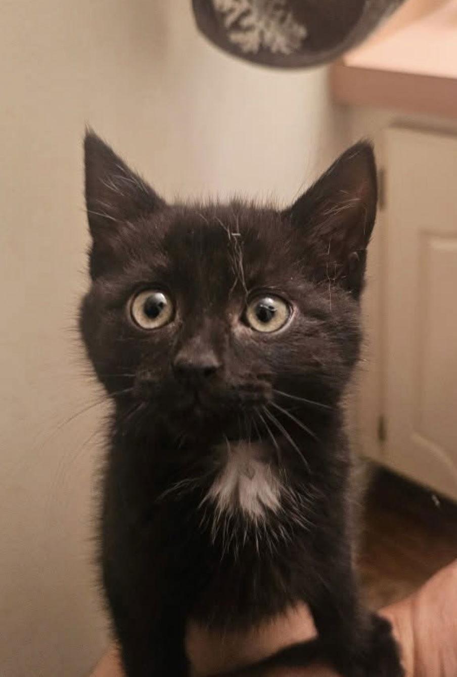 Uno, Adopted, Kitten Male Domestic Short Hair.