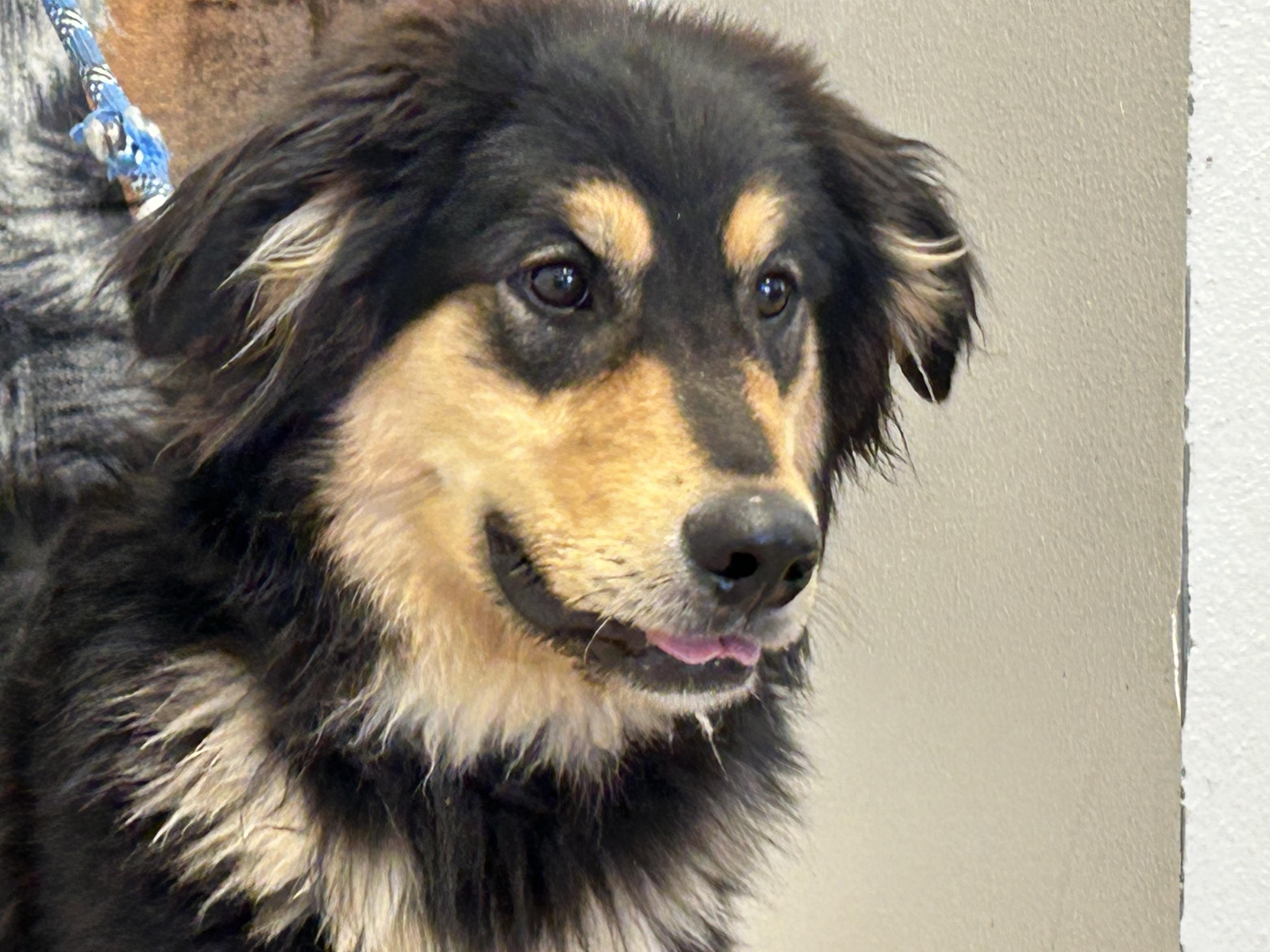 Enlarge Teddy, a ADOPTABLE mixed breed in Greeley, CO image 1/2