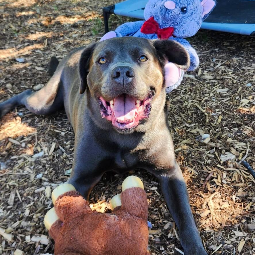 Enlarge Bruno, a Adoptable Mixed Breed in Collingwood, ON image 1/3