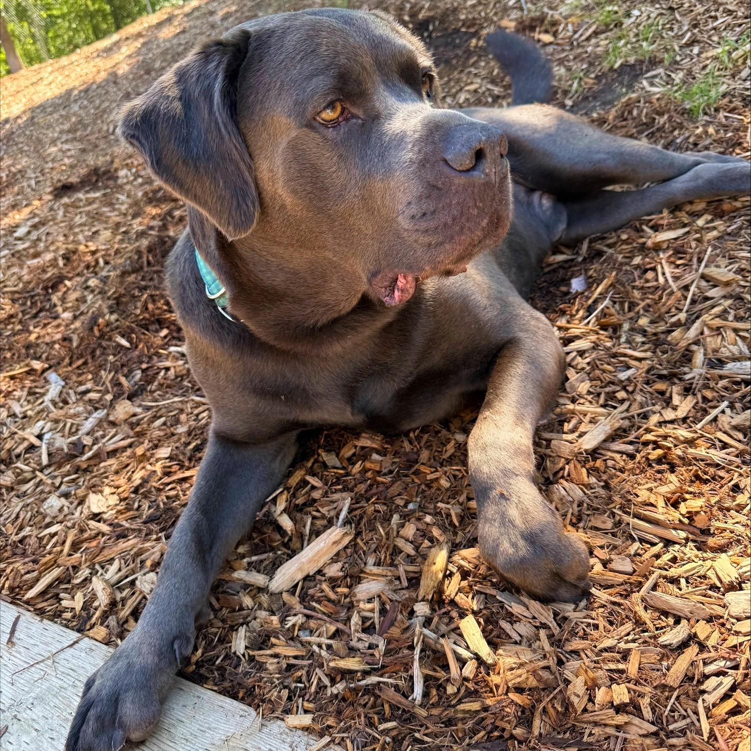 Enlarge Bruno, a Adoptable Mixed Breed in Collingwood, ON image 2/3
