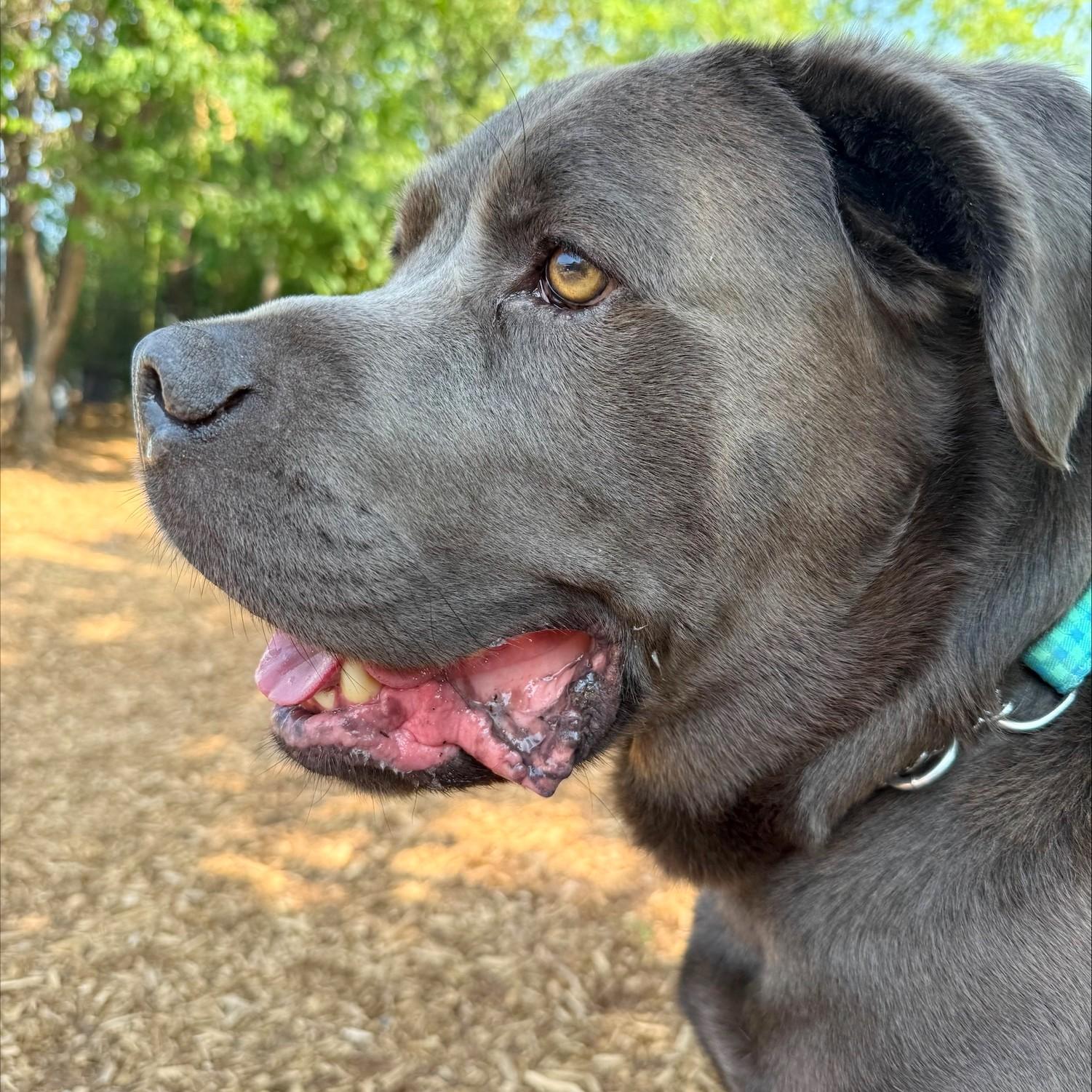 Enlarge Bruno, a Adoptable Mixed Breed in Collingwood, ON image 3/3