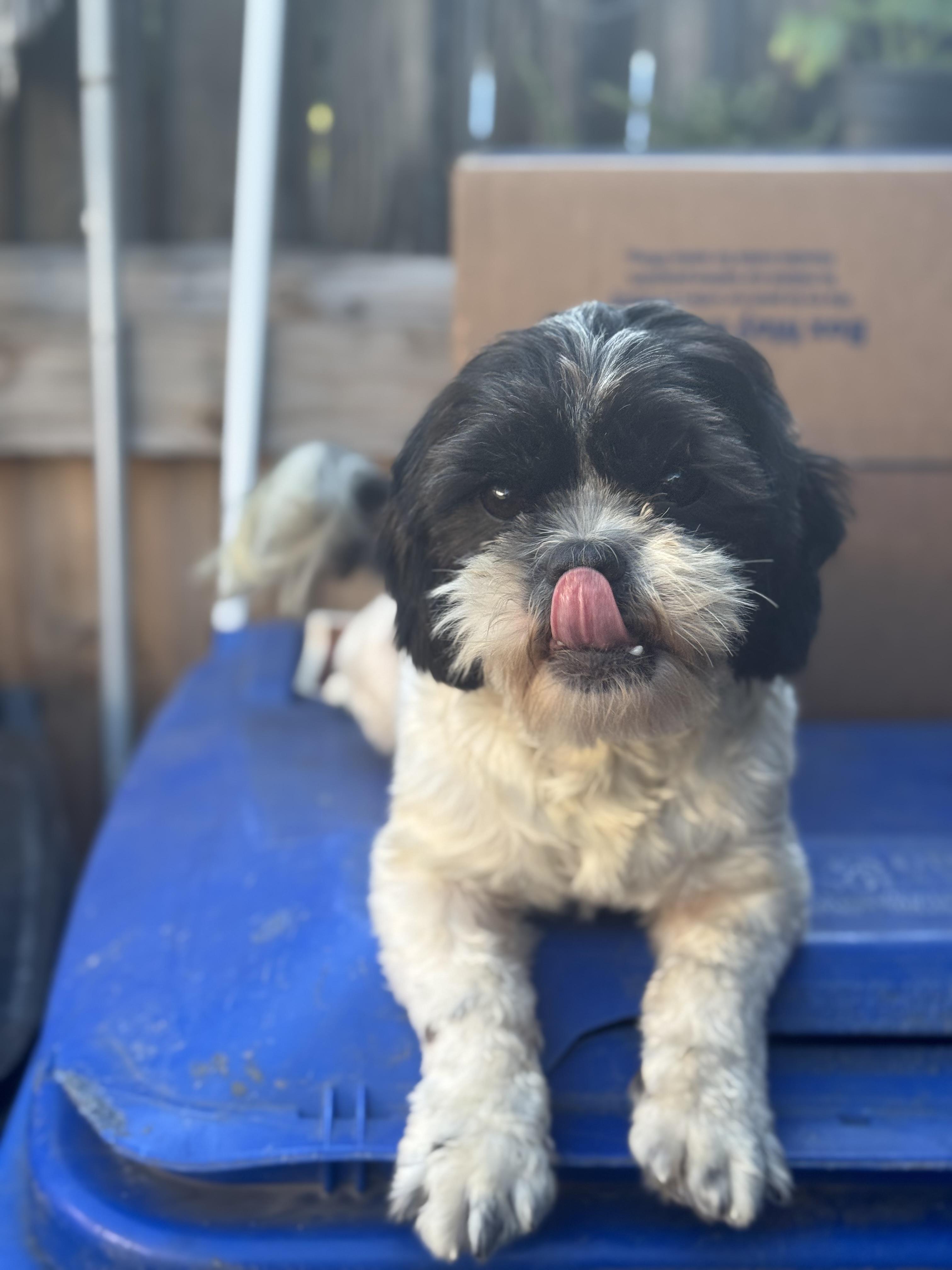 Enlarge Moty, a ADOPTABLE Shih Tzu in Los Angeles, CA image 2/2