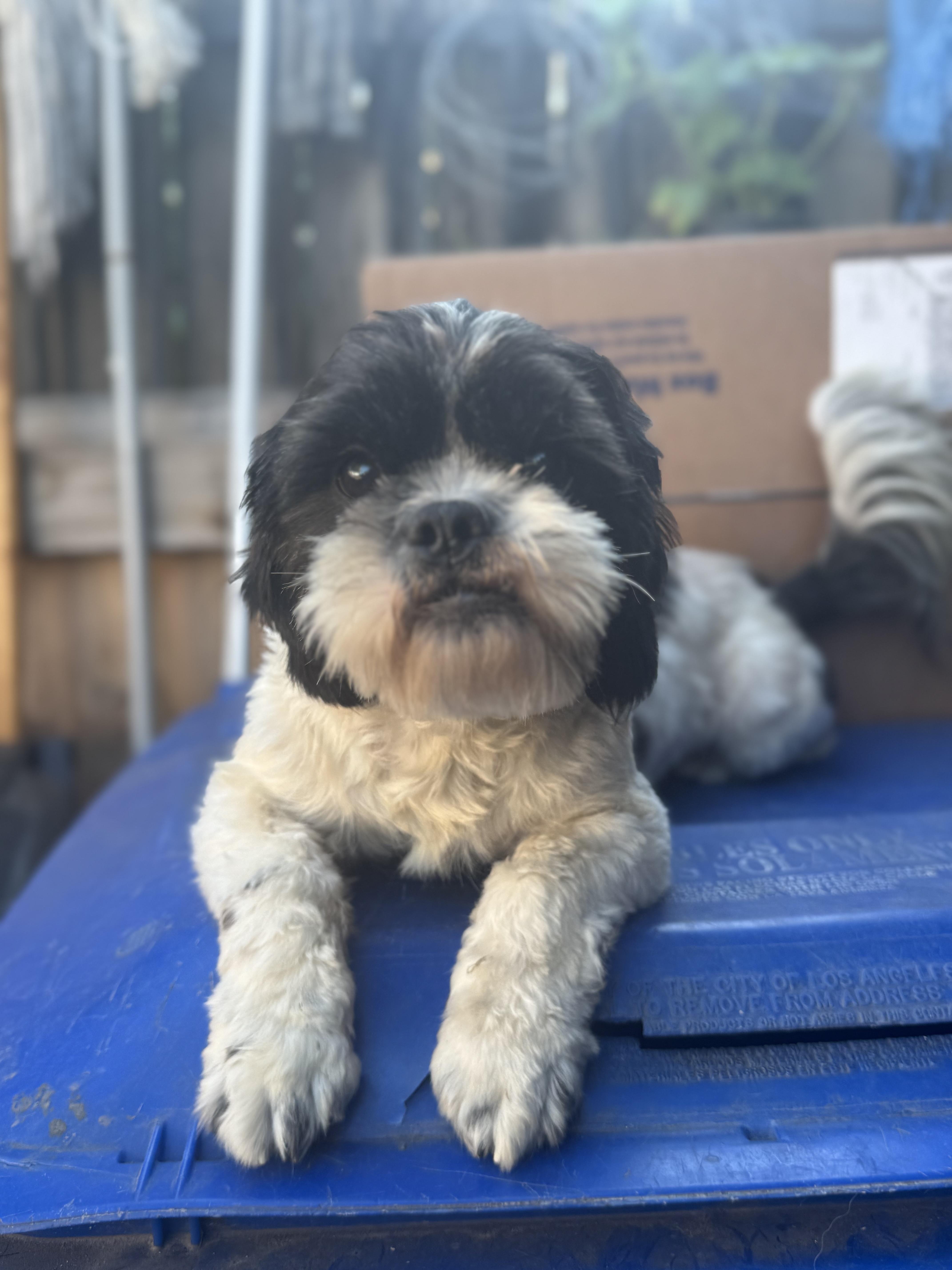 Moty, ADOPTABLE, Young Male Shih Tzu.
