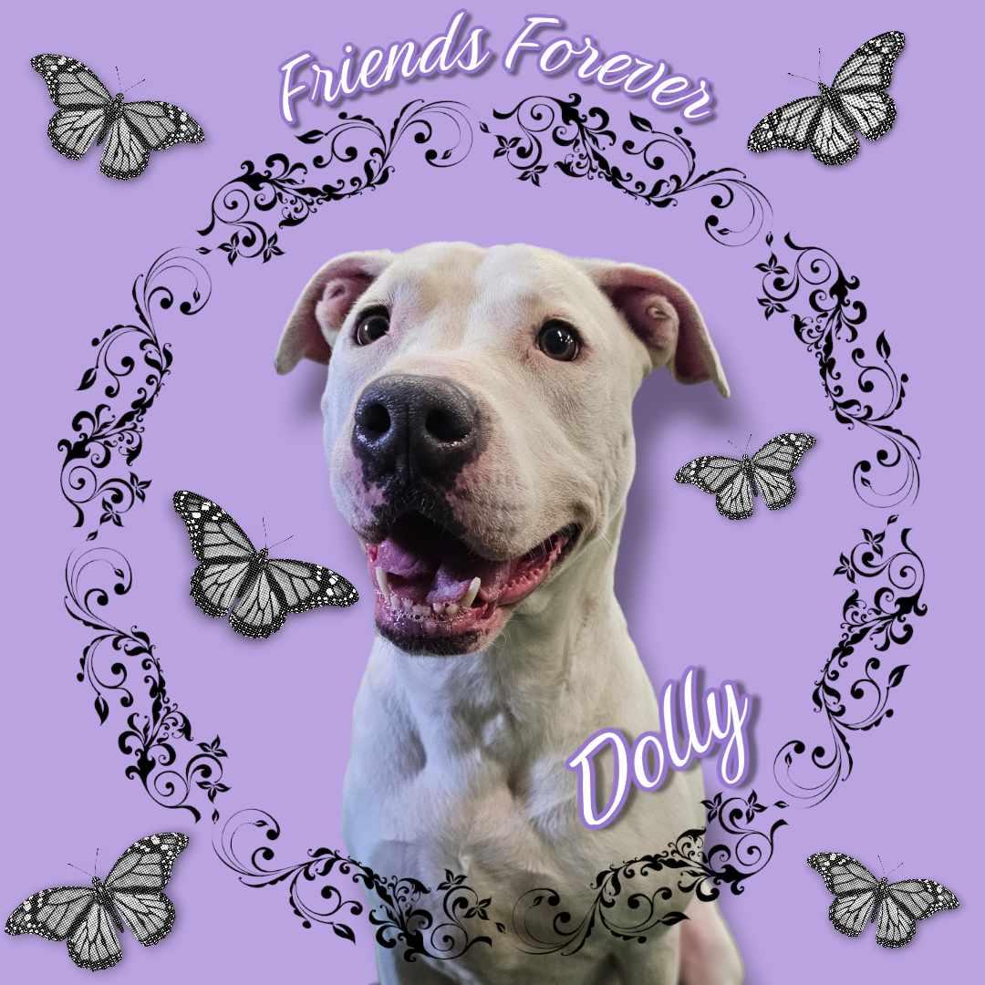 Enlarge Dolly, a Adoptable mixed breed in San Angelo , TX image 1/6