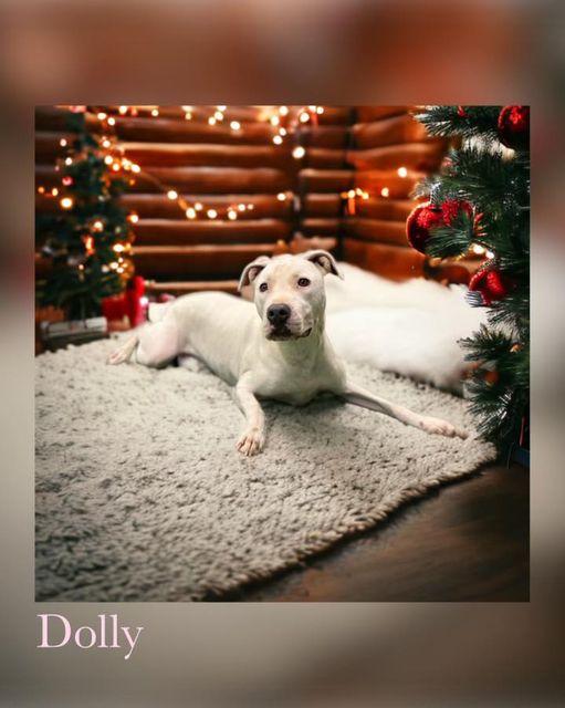 Dolly, Adoptable, Adult Female Pit Bull Terrier & Labrador Retriever.
