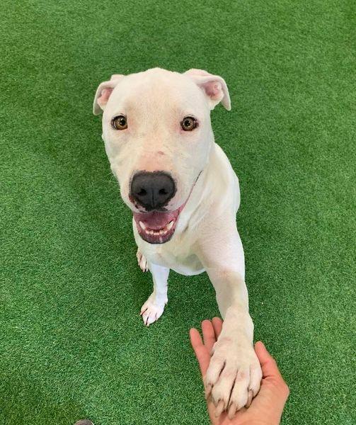 Enlarge Dolly, a Adoptable mixed breed in San Angelo , TX image 4/6