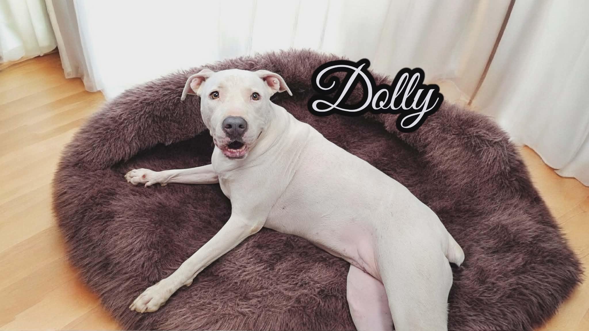Enlarge Dolly, a Adoptable mixed breed in San Angelo , TX image 5/6