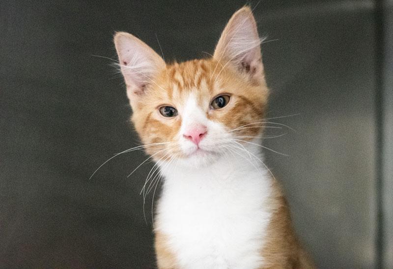 Bam Bam, adopted, Young Male Domestic Short Hair.