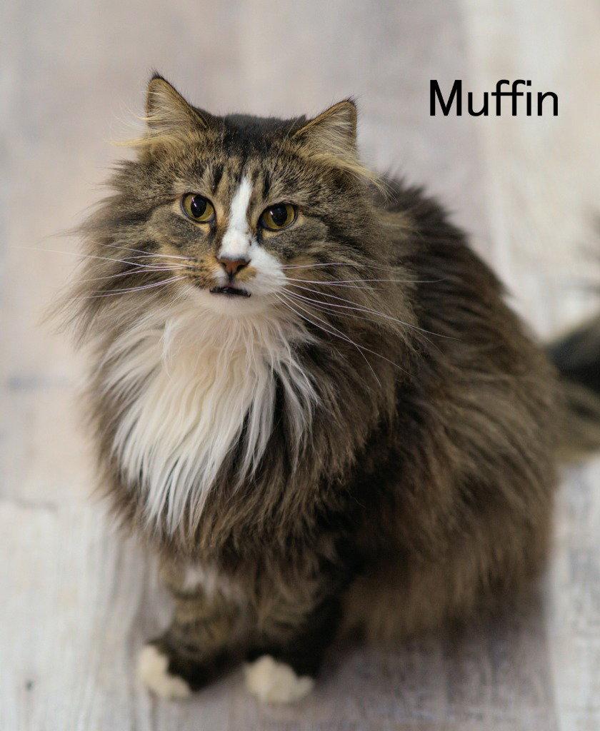 Enlarge Muffin 3, a Adoptable mixed breed in Saint George, UT image 1/3