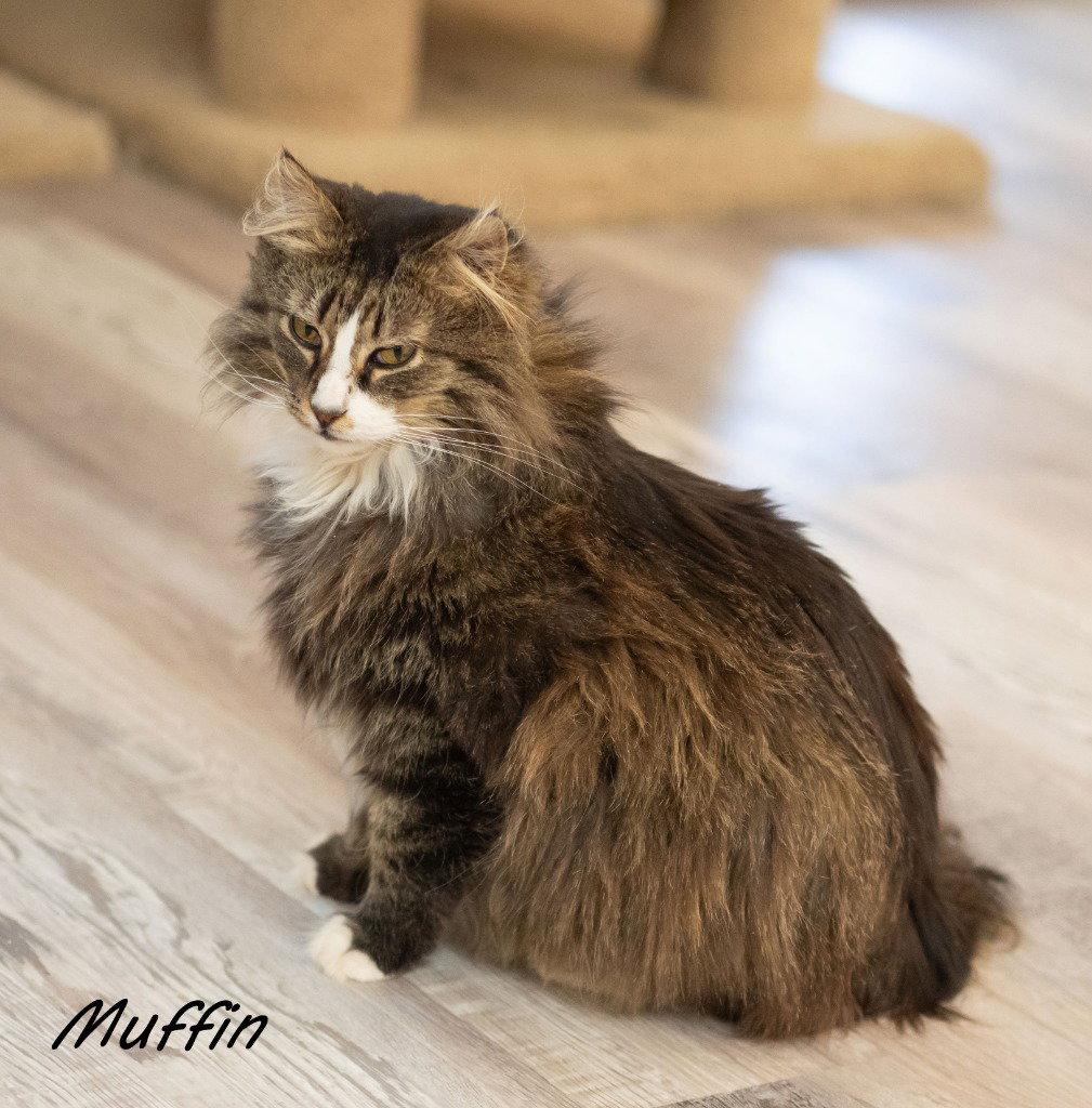Enlarge Muffin 3, a Adoptable mixed breed in Saint George, UT image 2/3