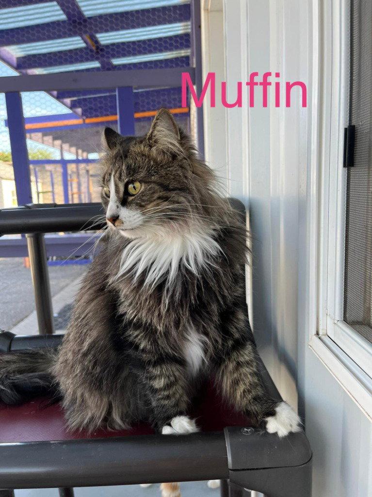 Enlarge Muffin 3, a Adoptable mixed breed in Saint George, UT image 3/3