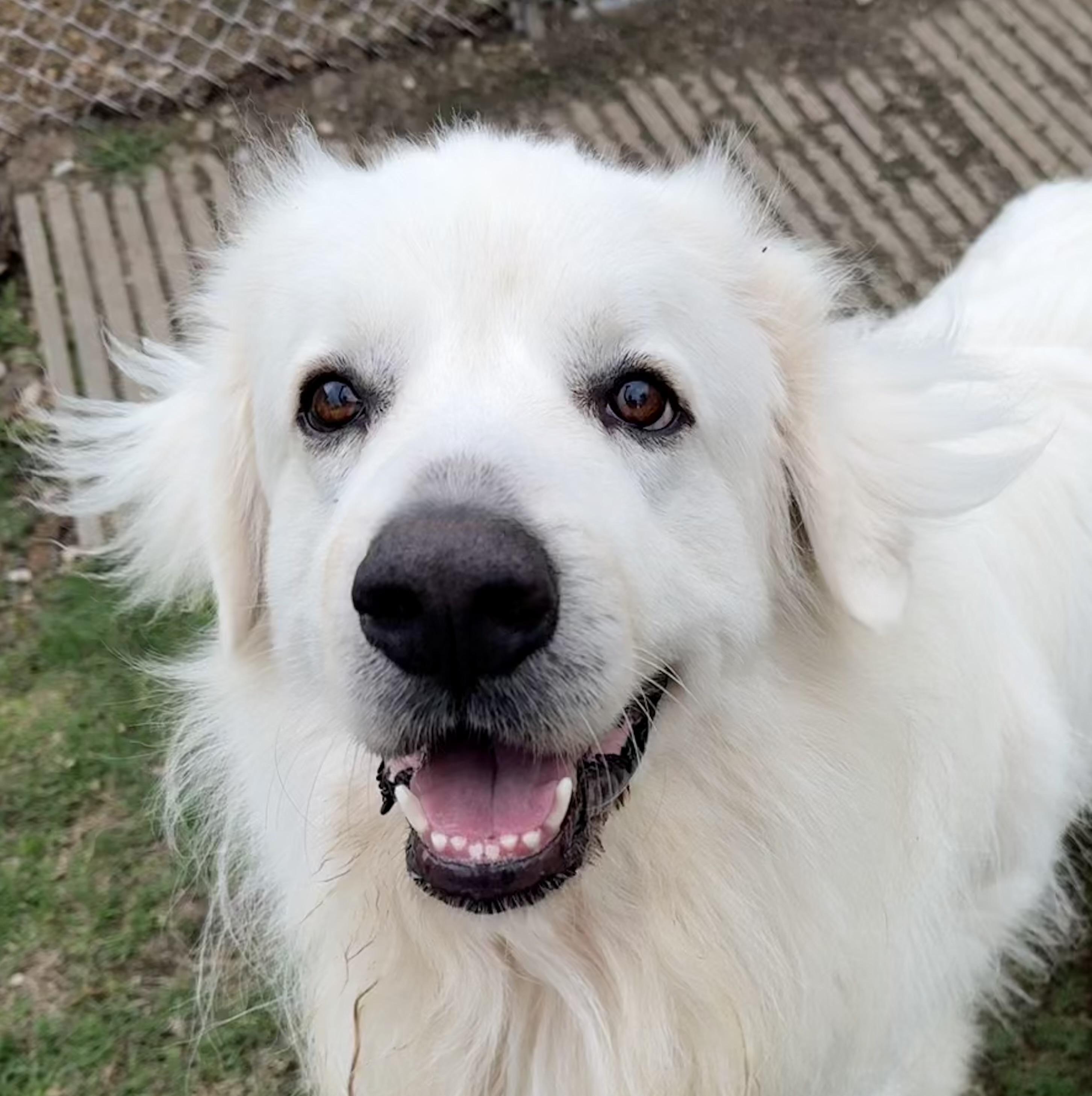 Yeti, ADOPTABLE, Adult Male Great Pyrenees.