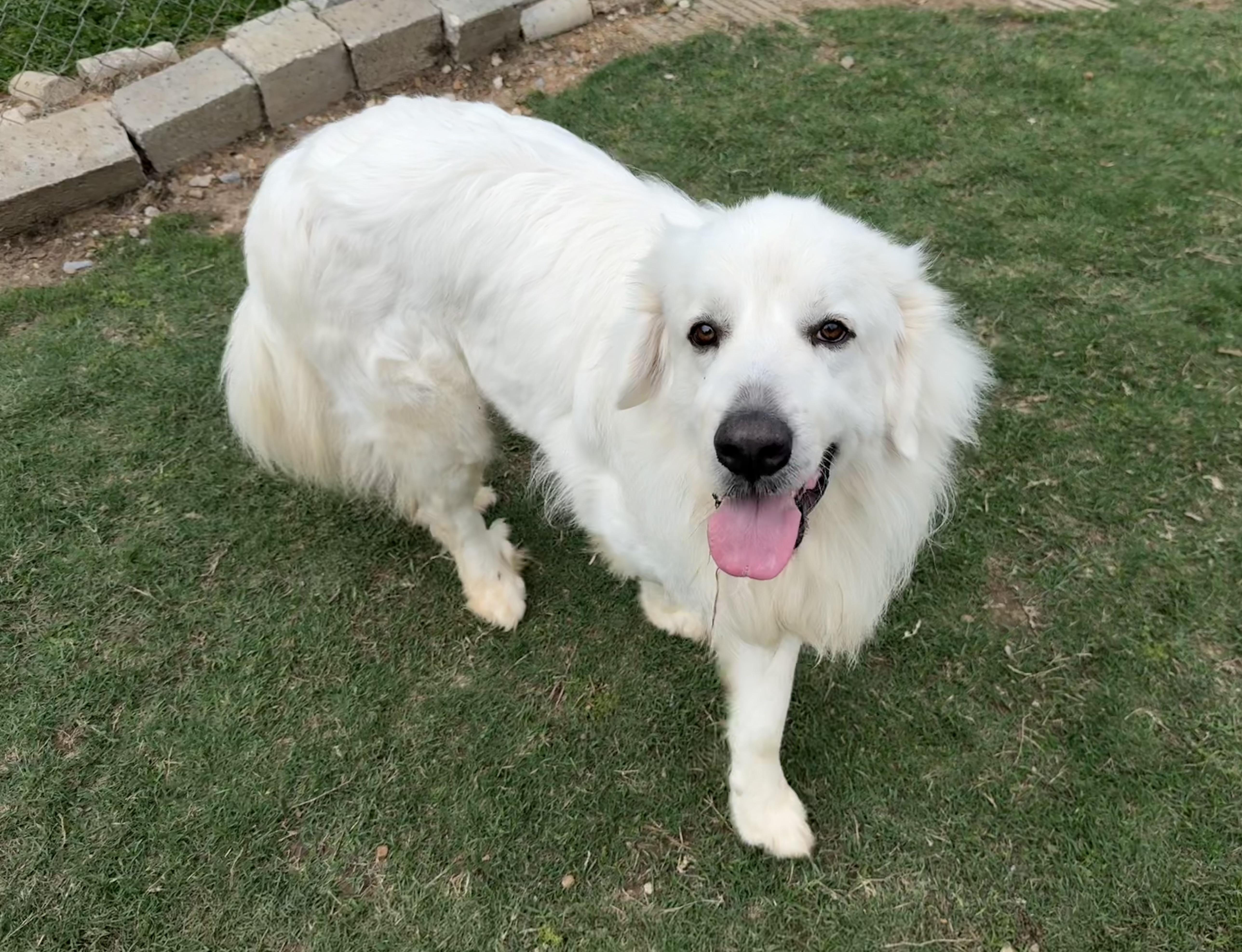 Enlarge Yeti, a ADOPTABLE mixed breed in Ransomville, NY image 4/6