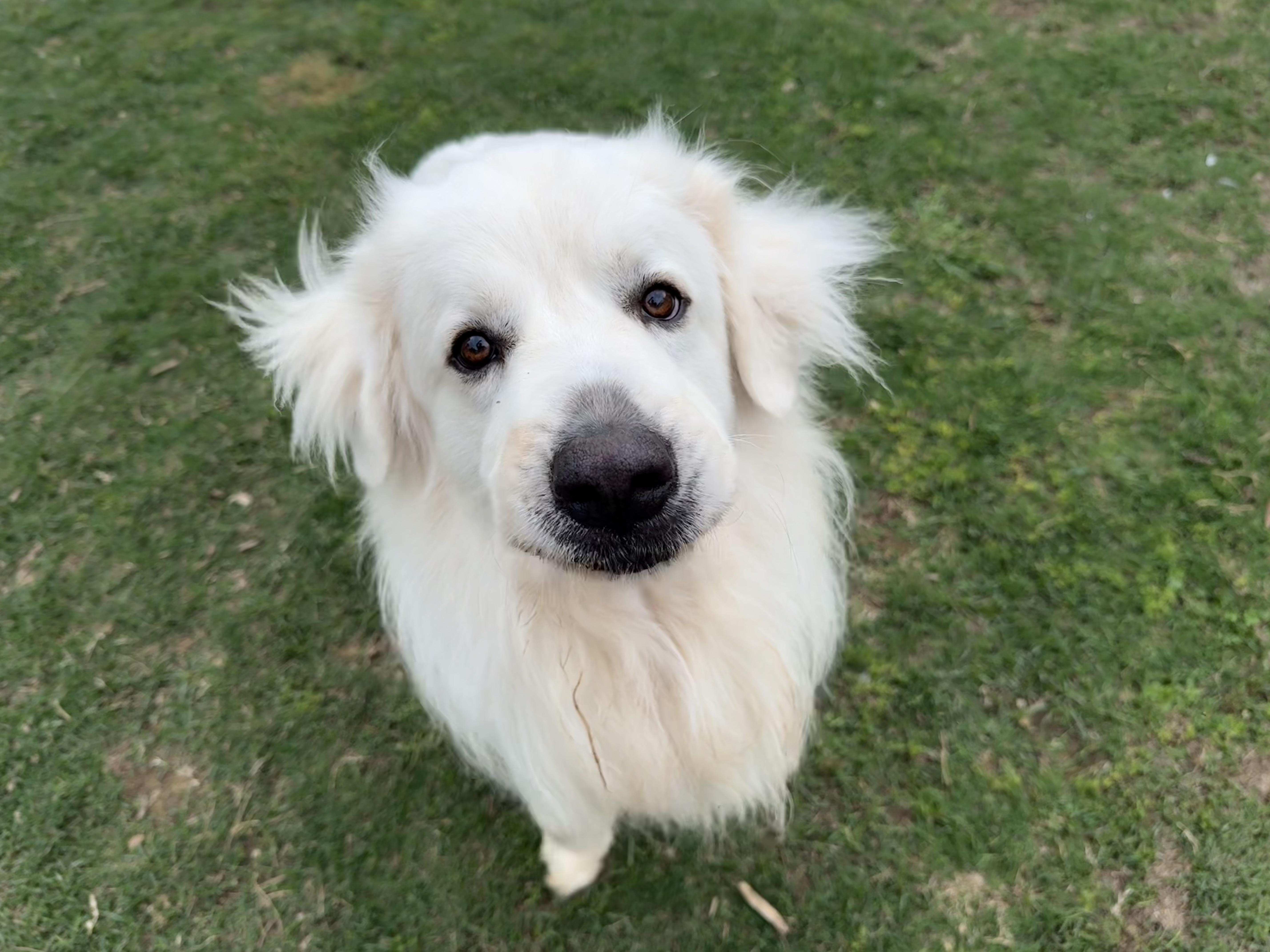 Enlarge Yeti, a ADOPTABLE mixed breed in Ransomville, NY image 5/6