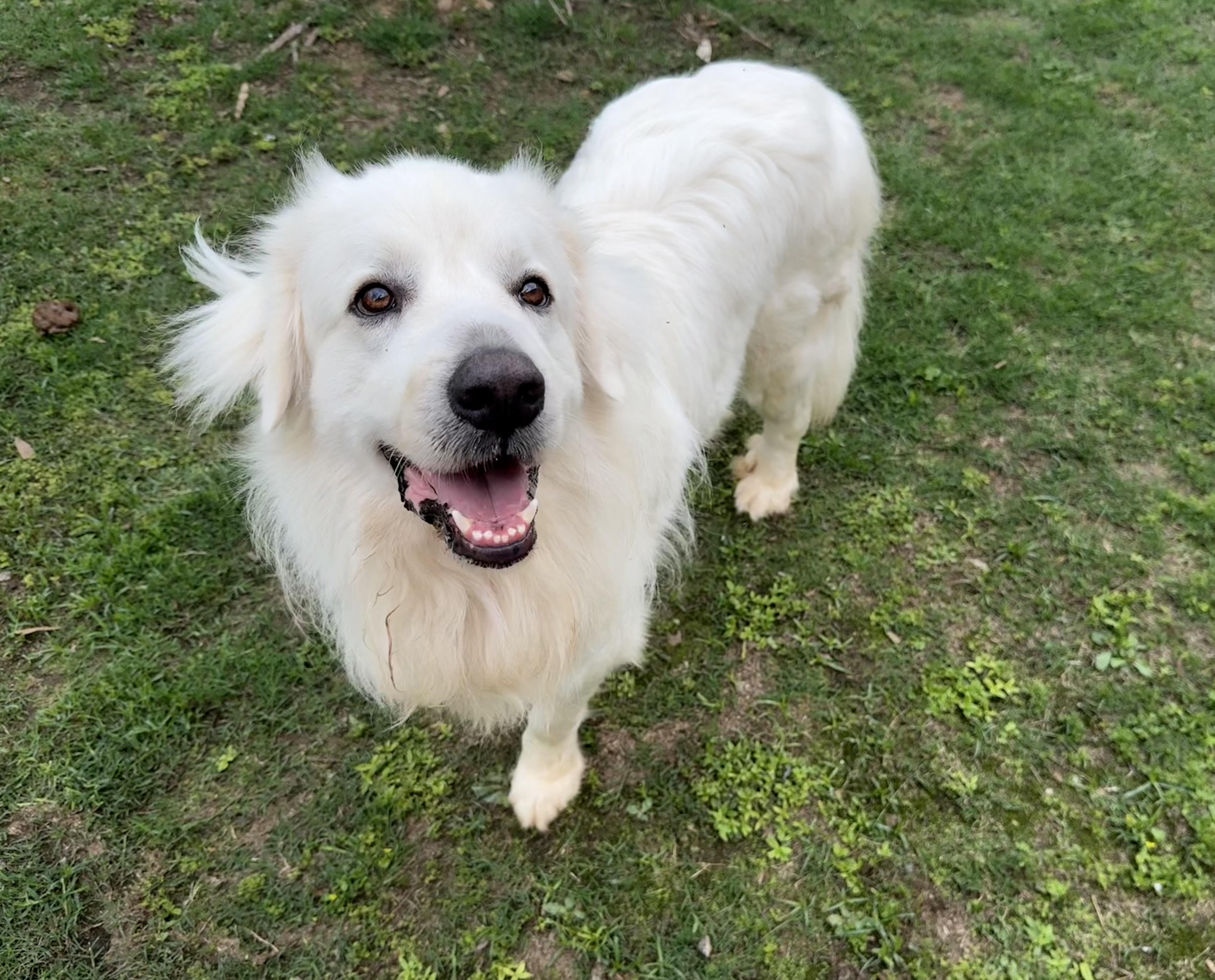 Enlarge Yeti, a ADOPTABLE mixed breed in Ransomville, NY image 6/6