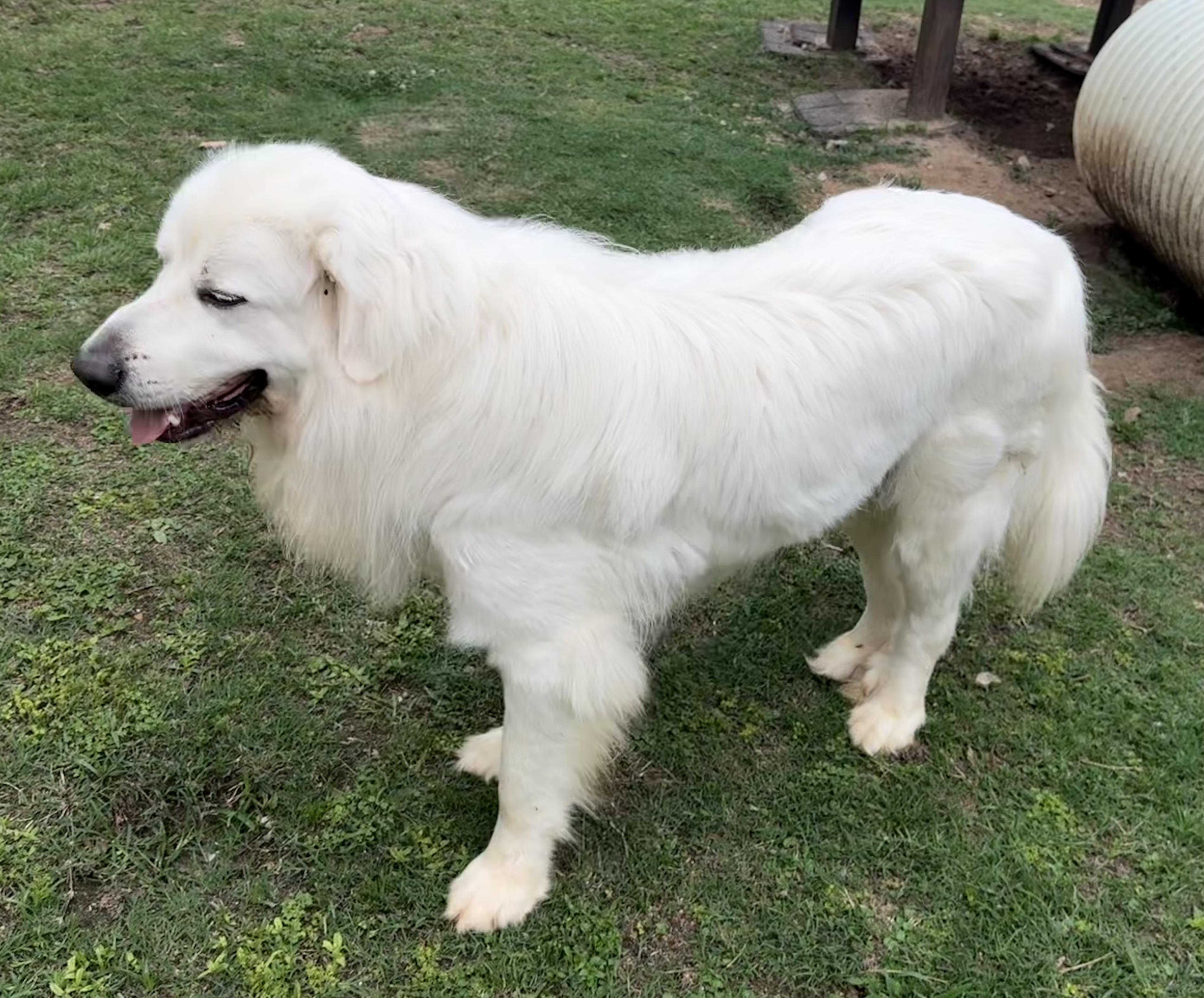 Enlarge Yeti, a ADOPTABLE mixed breed in Ransomville, NY image 2/6
