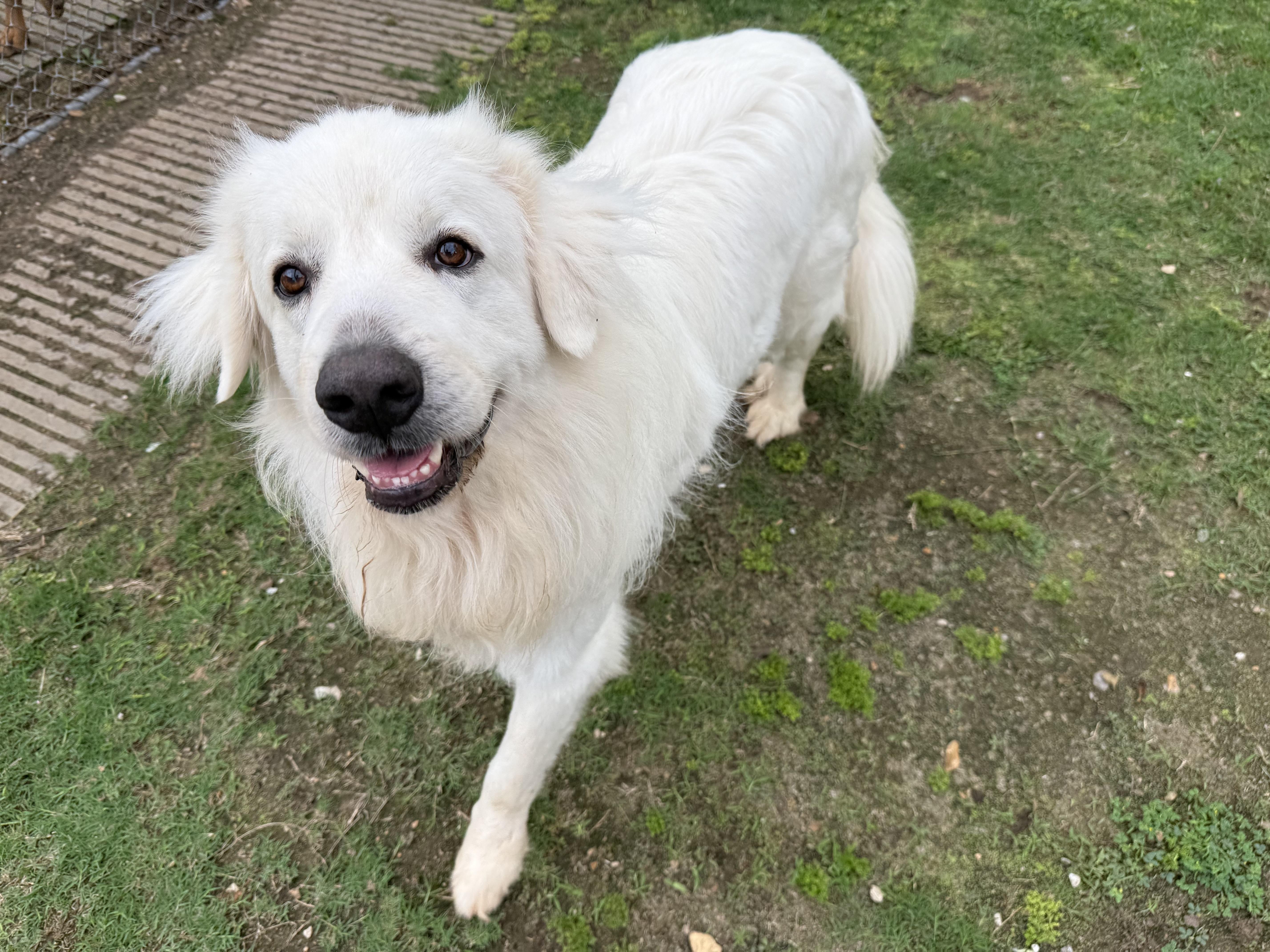 Enlarge Yeti, a ADOPTABLE mixed breed in Ransomville, NY image 3/6