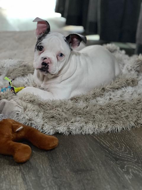 Frankie, Adopted, Puppy Male French Bulldog.