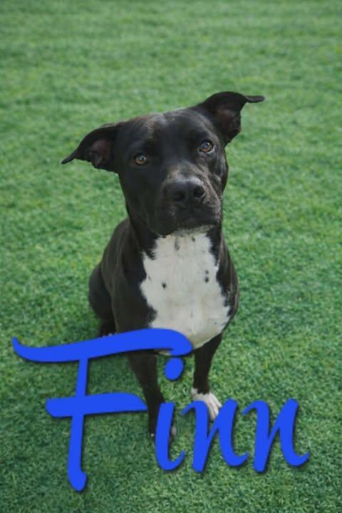 Finn, Adoptable, Young Male Pit Bull Terrier & Black Labrador Retriever.
