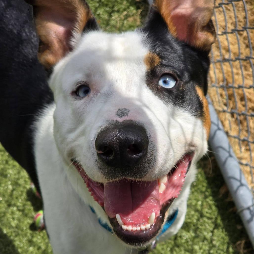 Sid, Adoptable, Young Male Pit Bull Terrier & Husky.