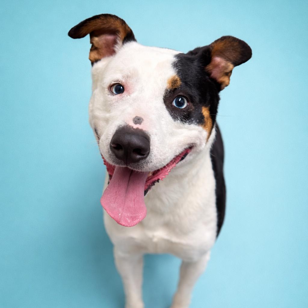 Enlarge Sid, a Adoptable mixed breed in Concord, NC image 1/6