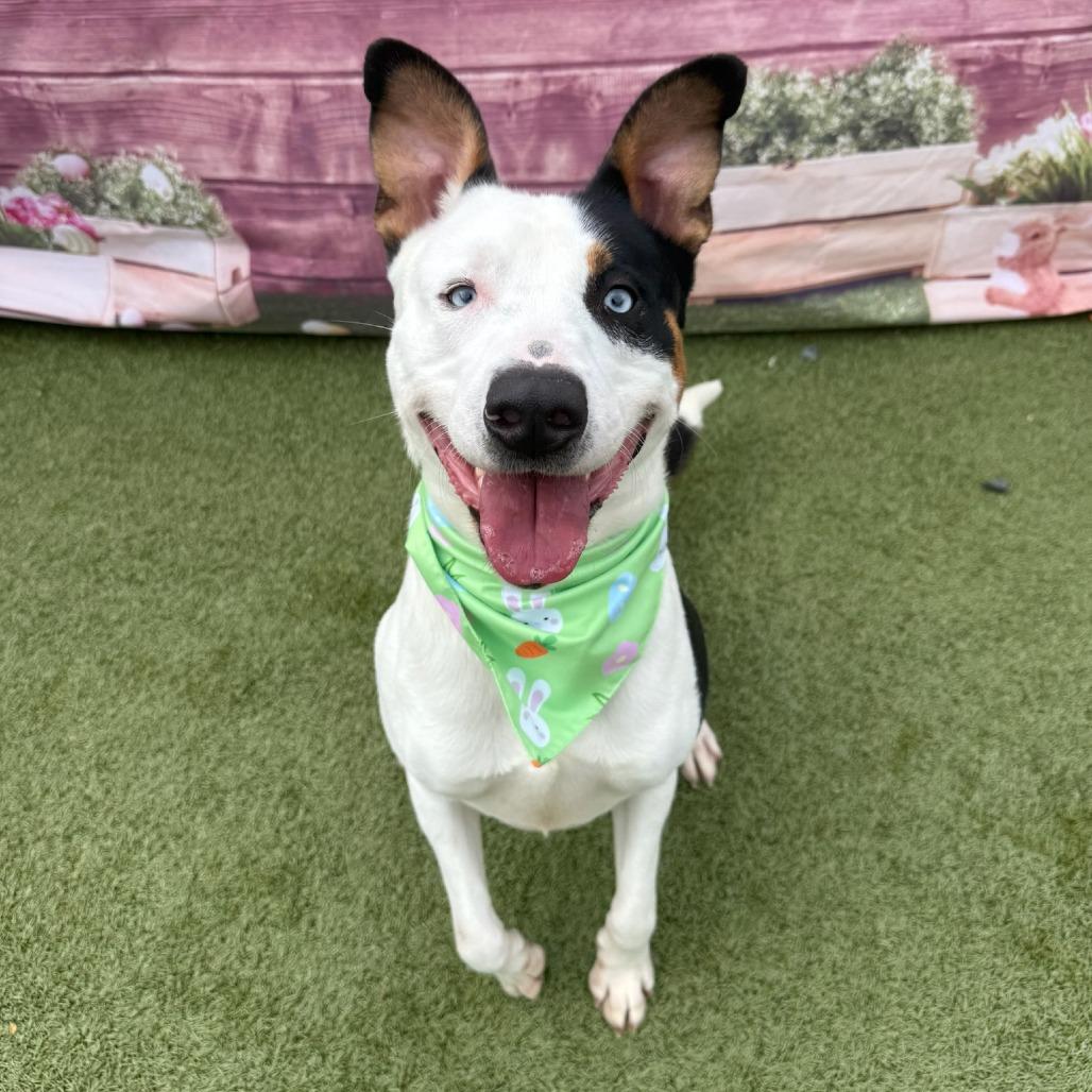 Enlarge Sid, a Adoptable mixed breed in Concord, NC image 2/6