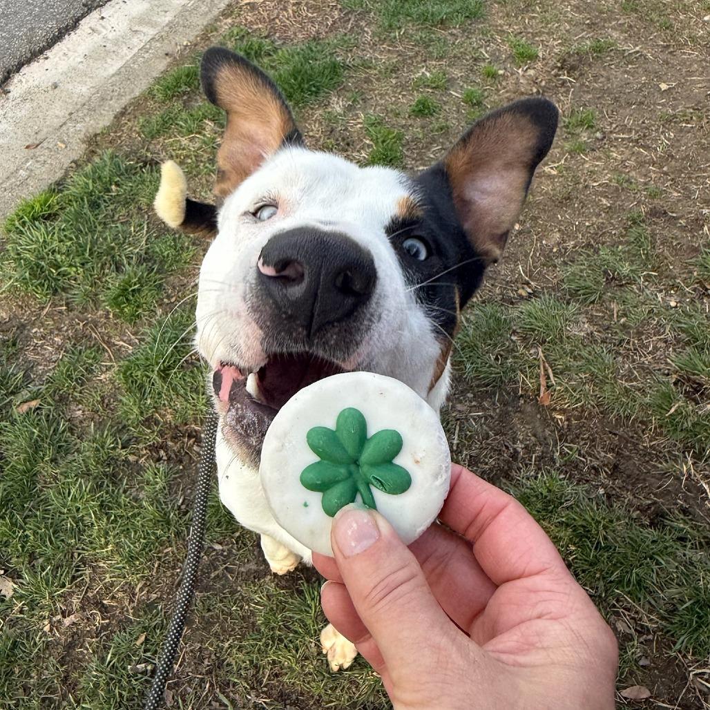 Enlarge Sid, a Adoptable mixed breed in Concord, NC image 3/6