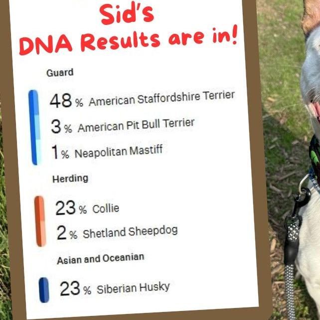 Enlarge Sid, a Adoptable mixed breed in Concord, NC image 4/6