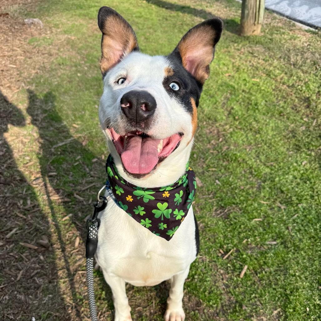 Enlarge Sid, a Adoptable mixed breed in Concord, NC image 5/6