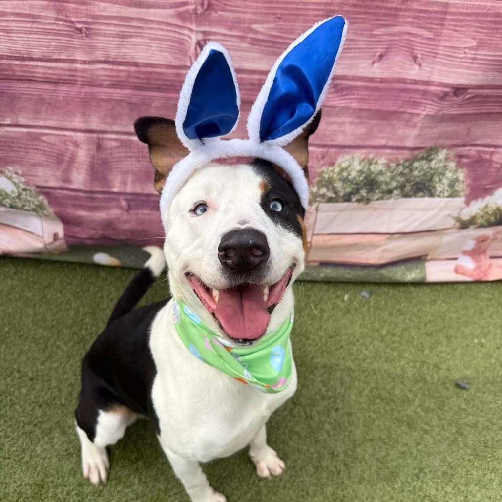 Enlarge Sid, a Adoptable mixed breed in Concord, NC image 6/6