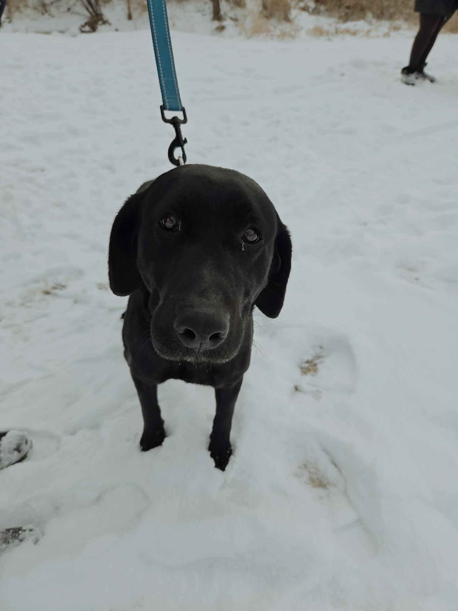 Enlarge Bixley-Not Accepting Applications Yet!, a ADOPTABLE Black Labrador Retriever in Medina, OH image 2/6