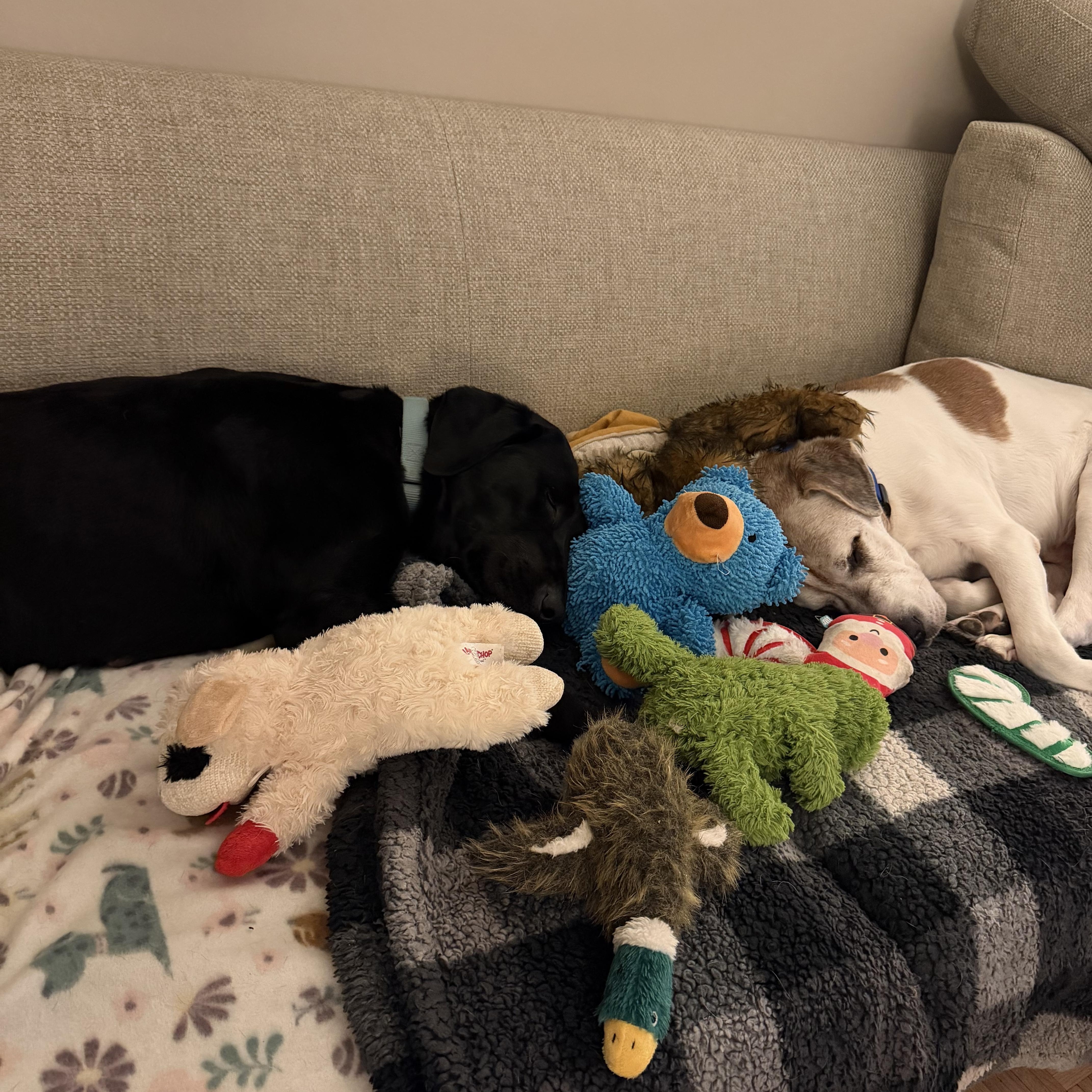 Enlarge Bixley, a ADOPTABLE Black Labrador Retriever in Medina, OH image 6/6