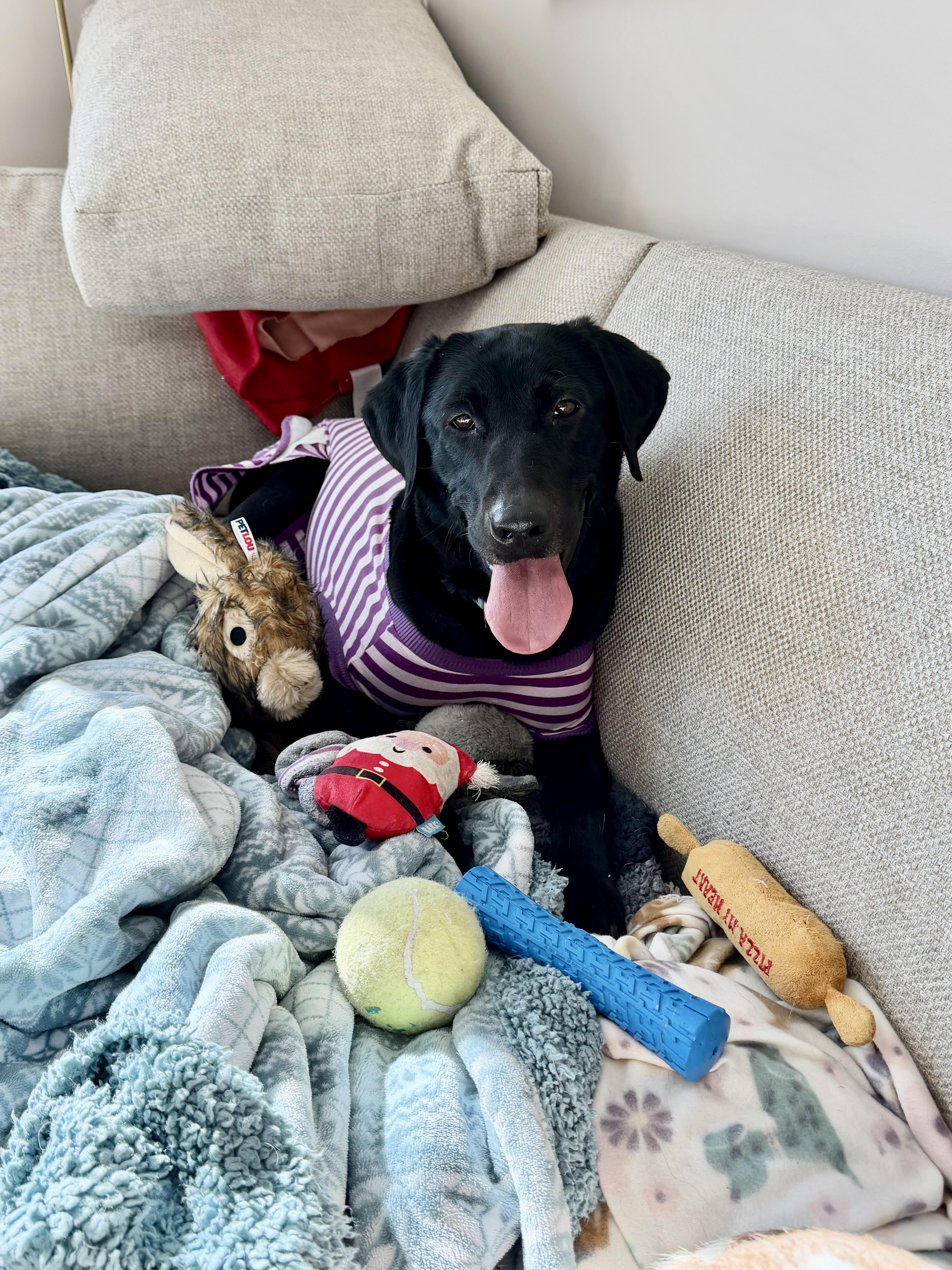 Enlarge Bixley, a ADOPTABLE Black Labrador Retriever in Medina, OH image 4/6