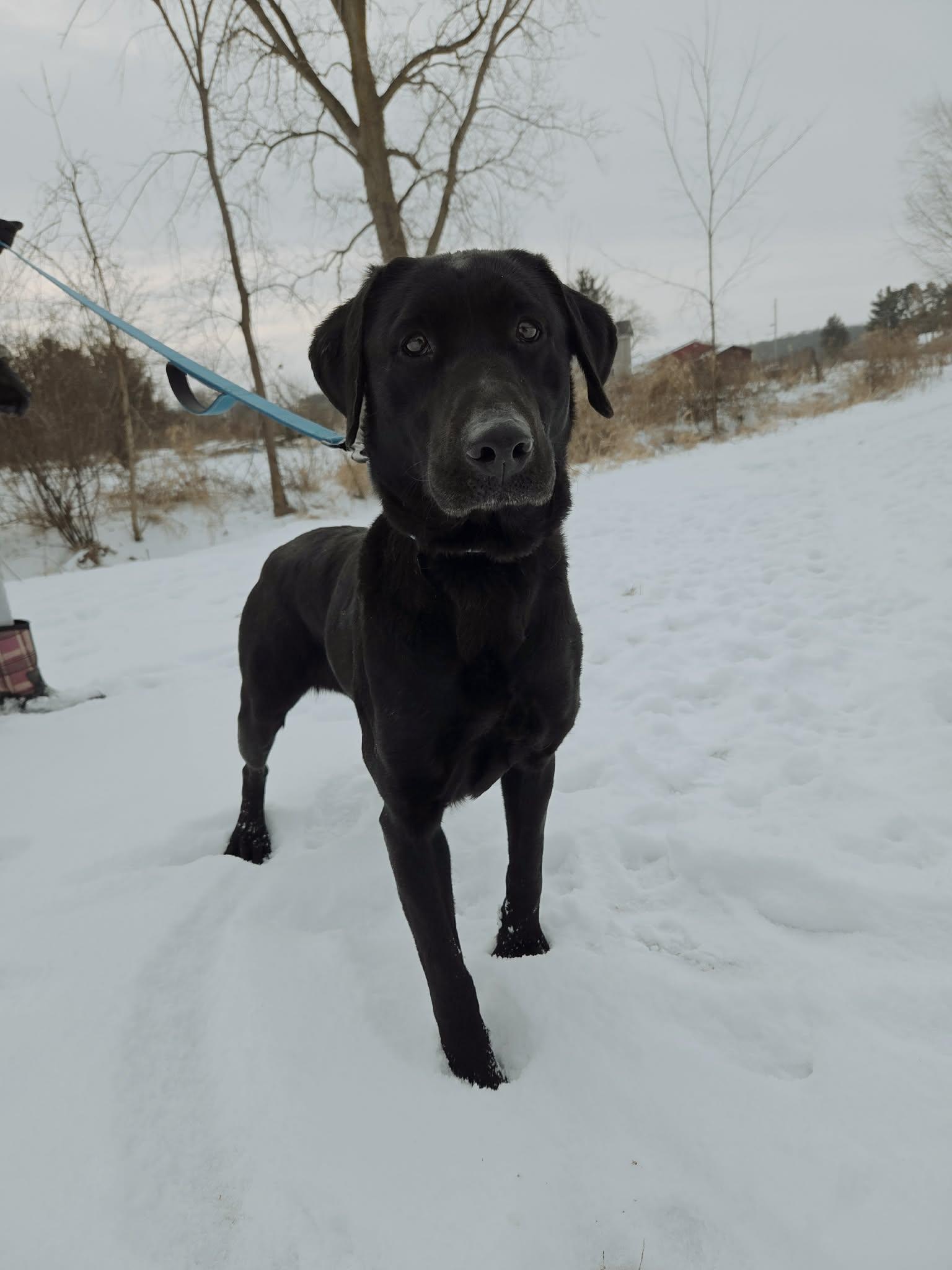 Enlarge Bixley-Not Accepting Applications Yet!, a ADOPTABLE Black Labrador Retriever in Medina, OH image 5/6